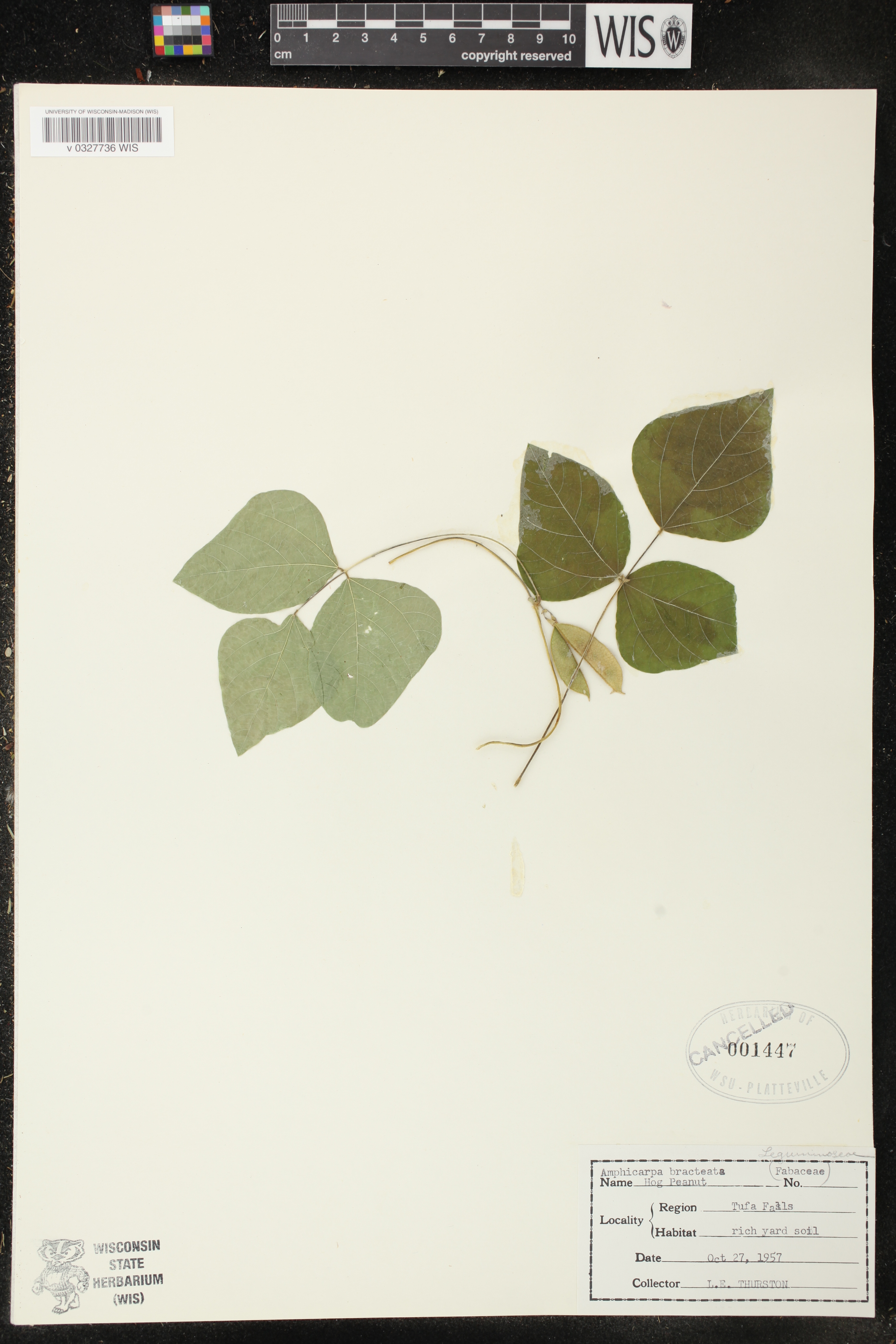 Amphicarpaea bracteata image