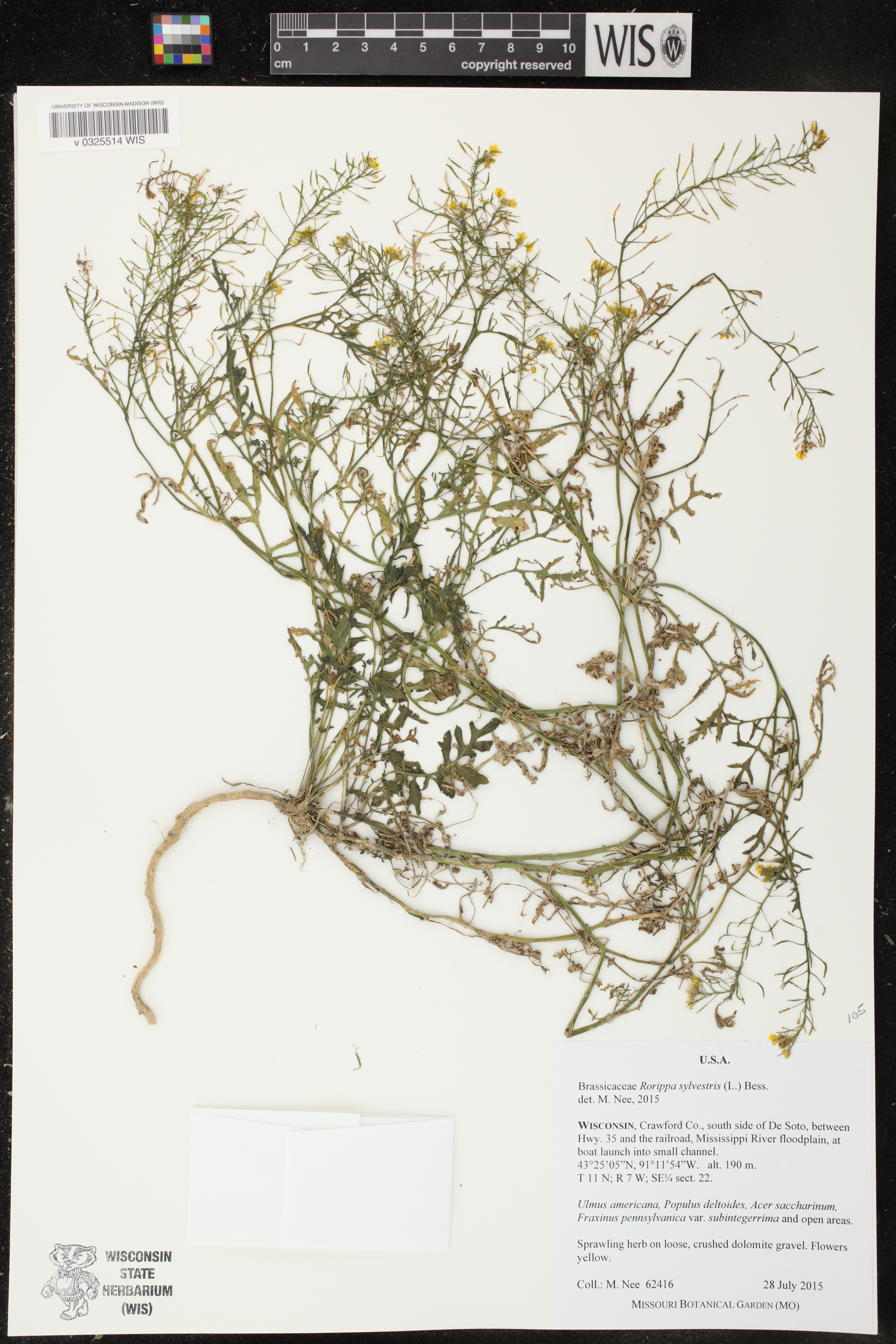 Rorippa sylvestris image