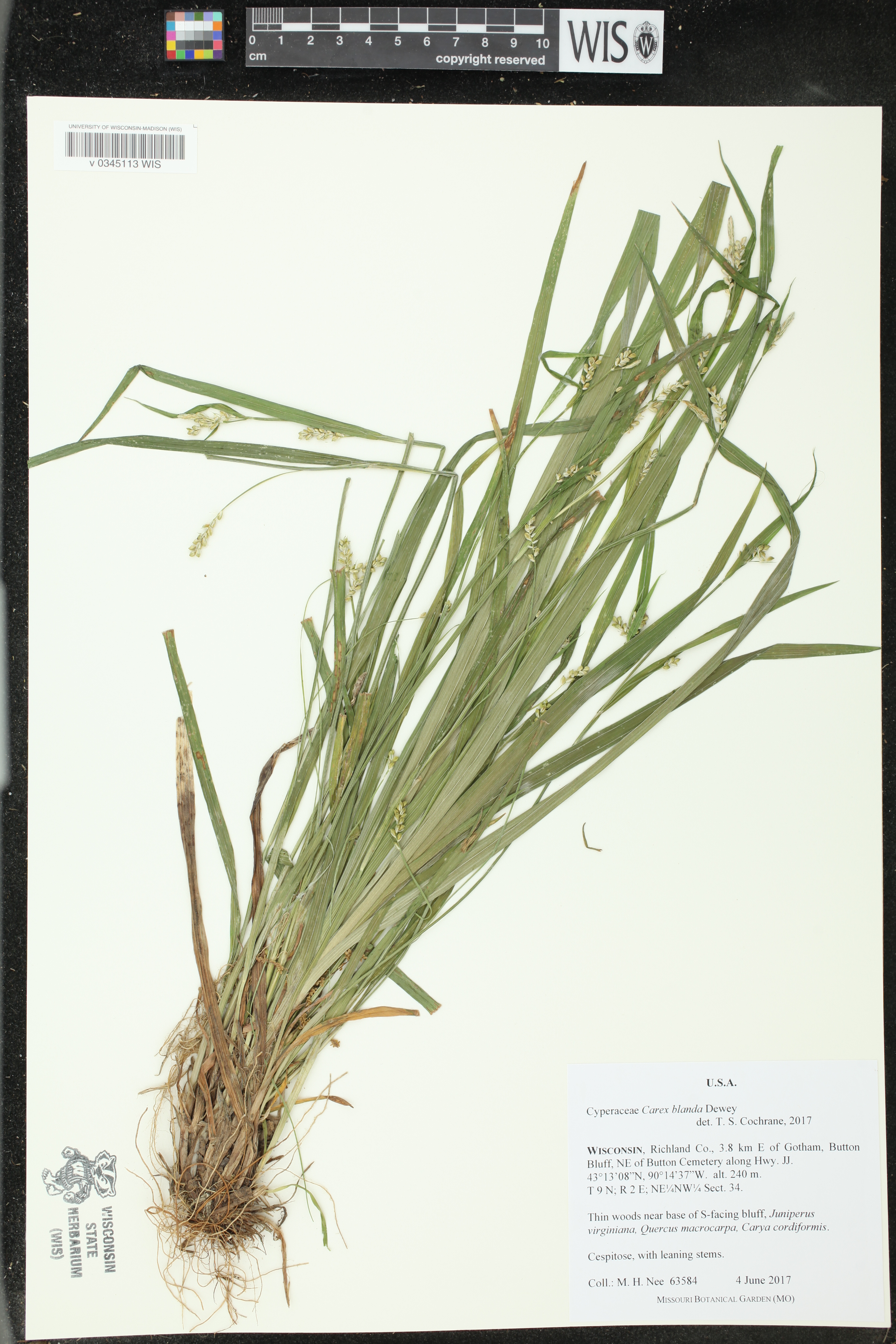 Carex blanda image