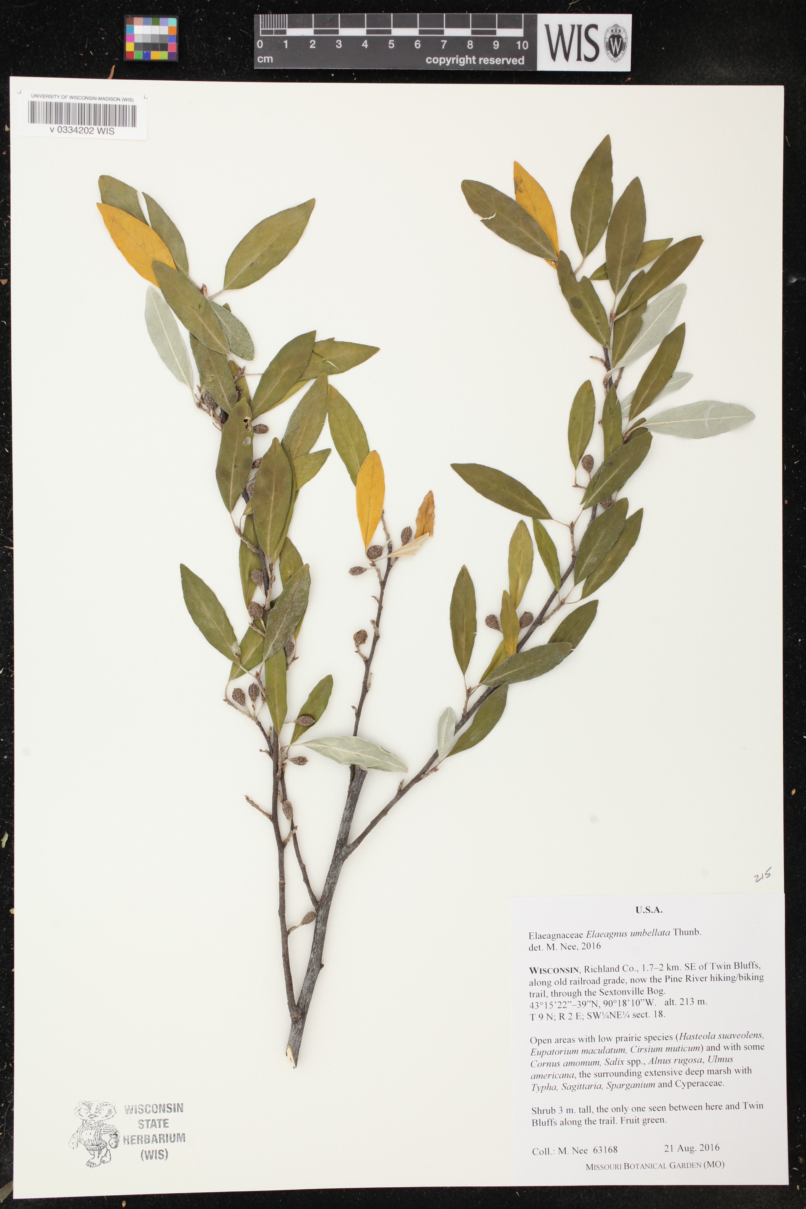 Elaeagnus umbellata image