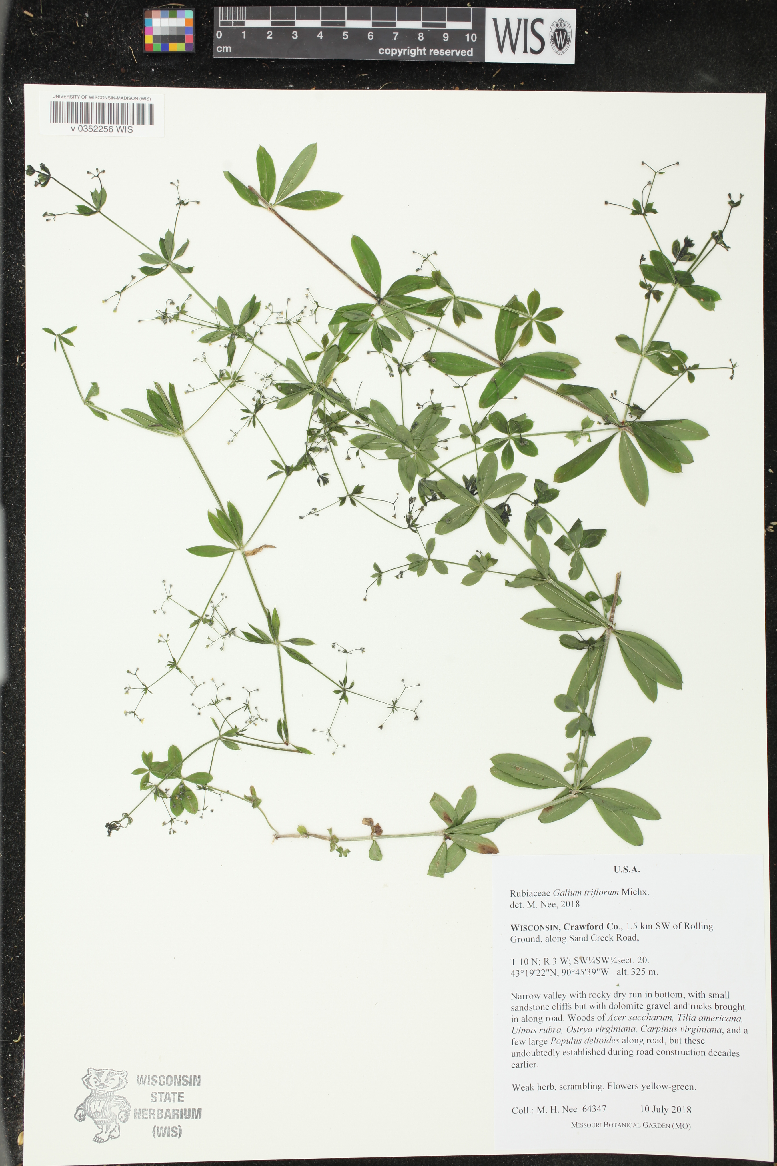 Galium triflorum image