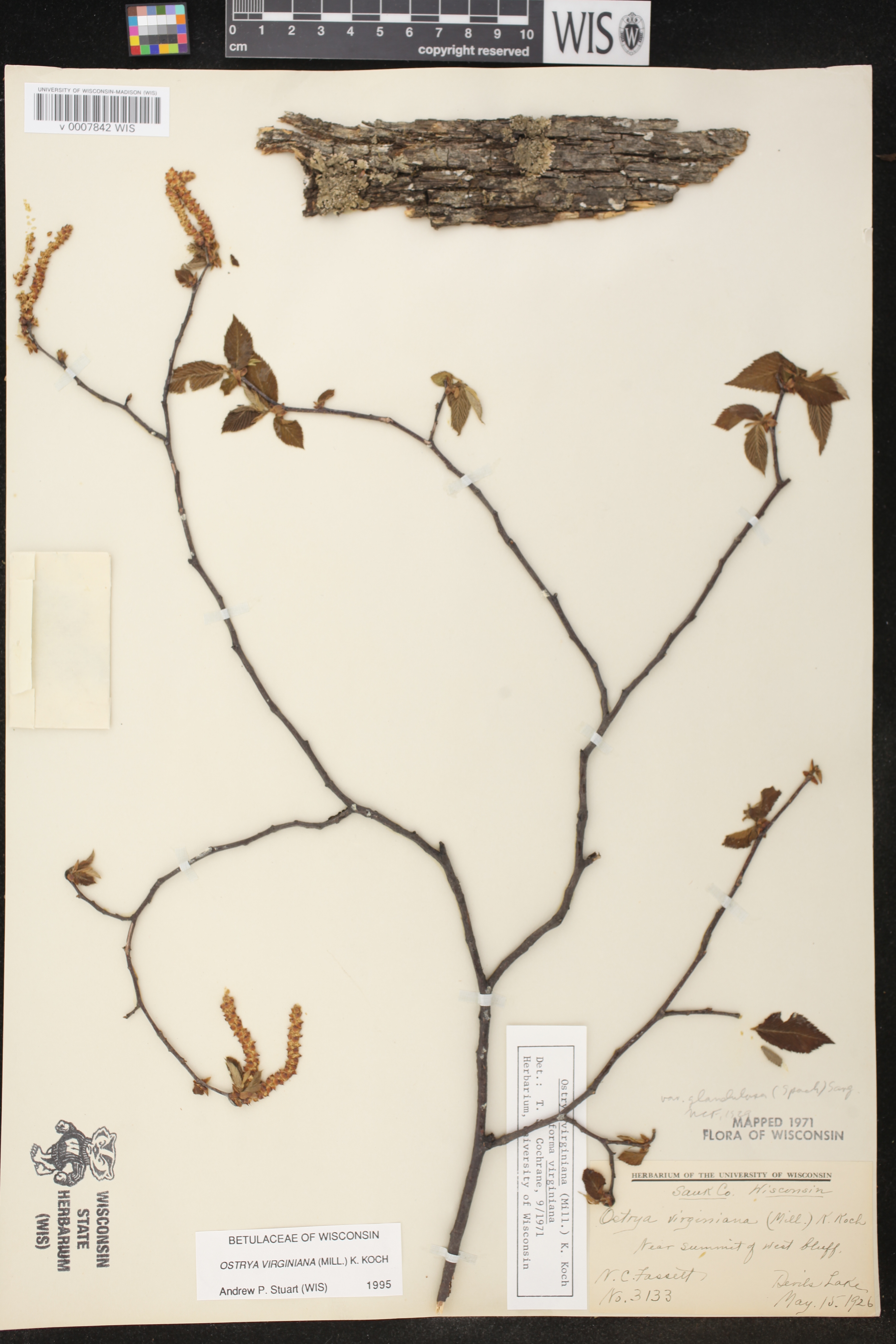Ostrya virginiana image