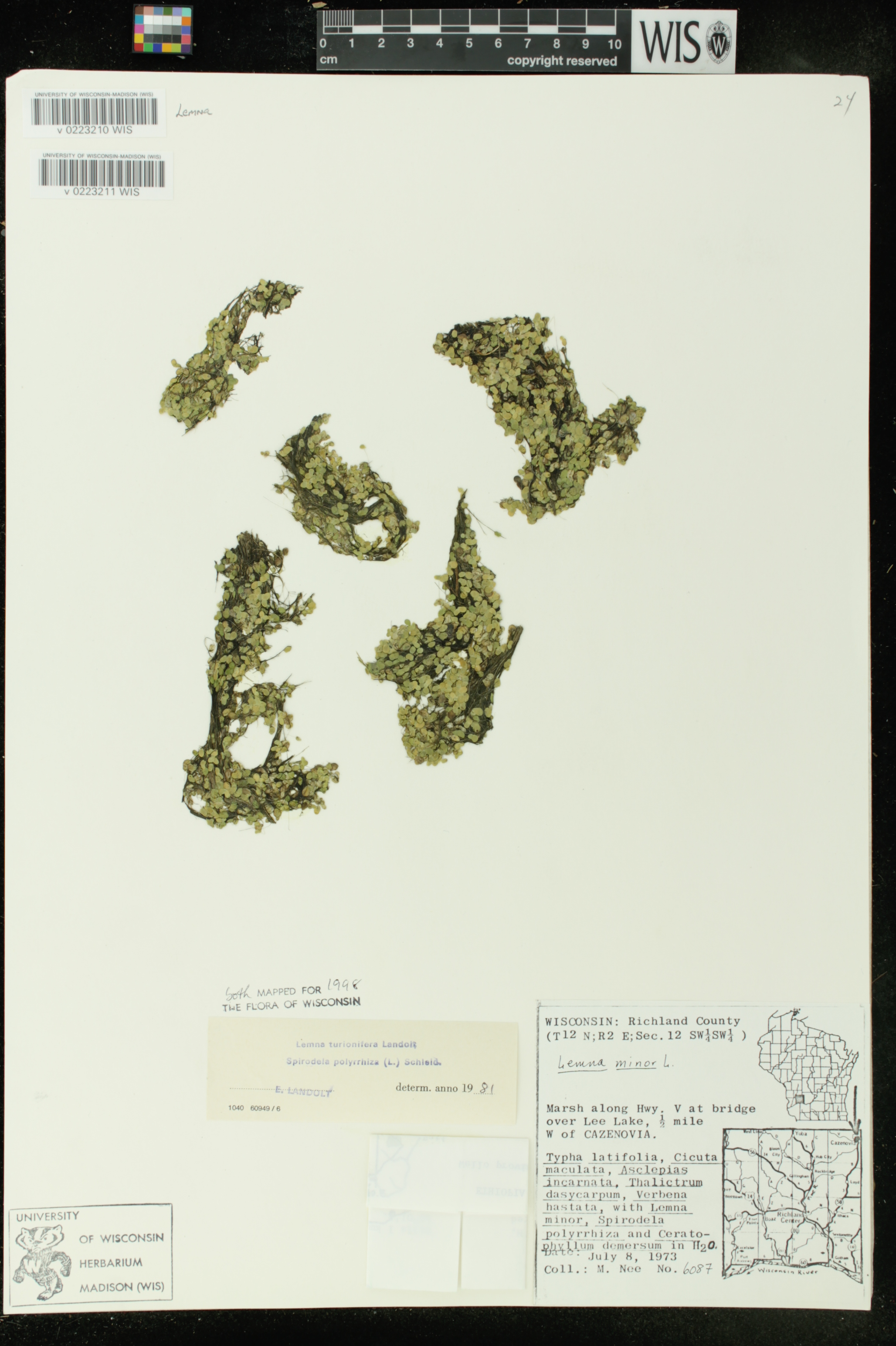 Lemna turionifera image