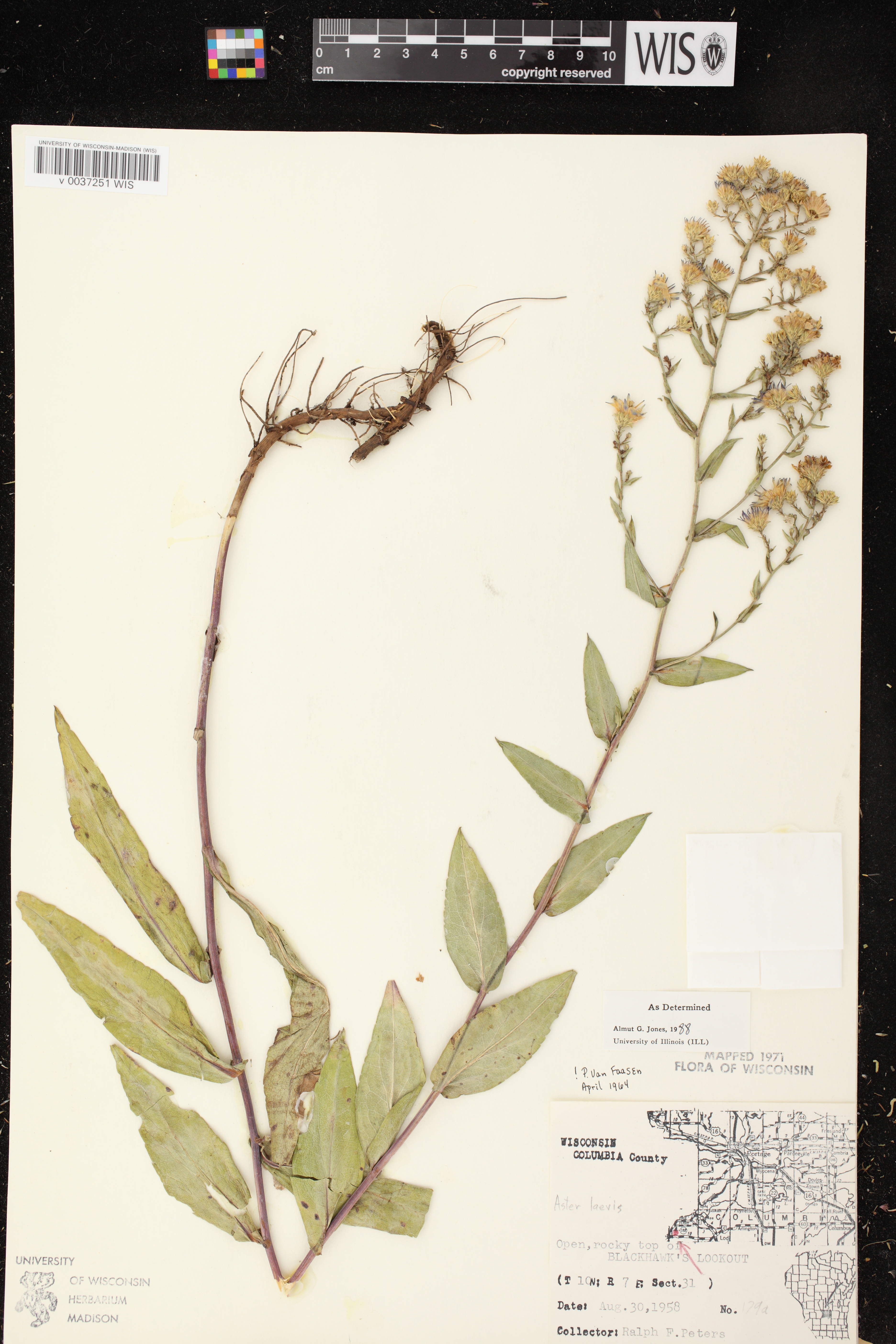 Symphyotrichum laeve image
