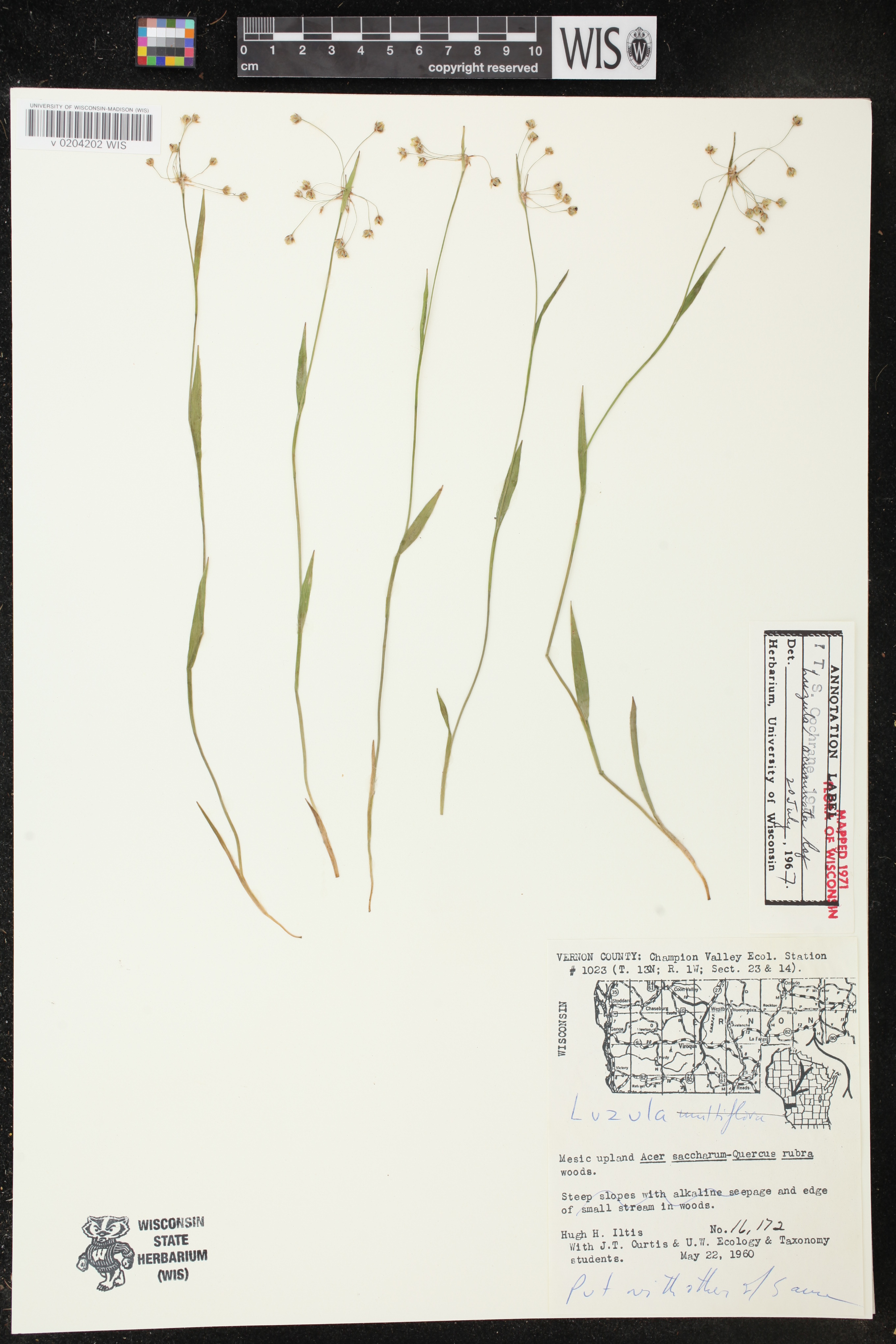 Luzula acuminata image