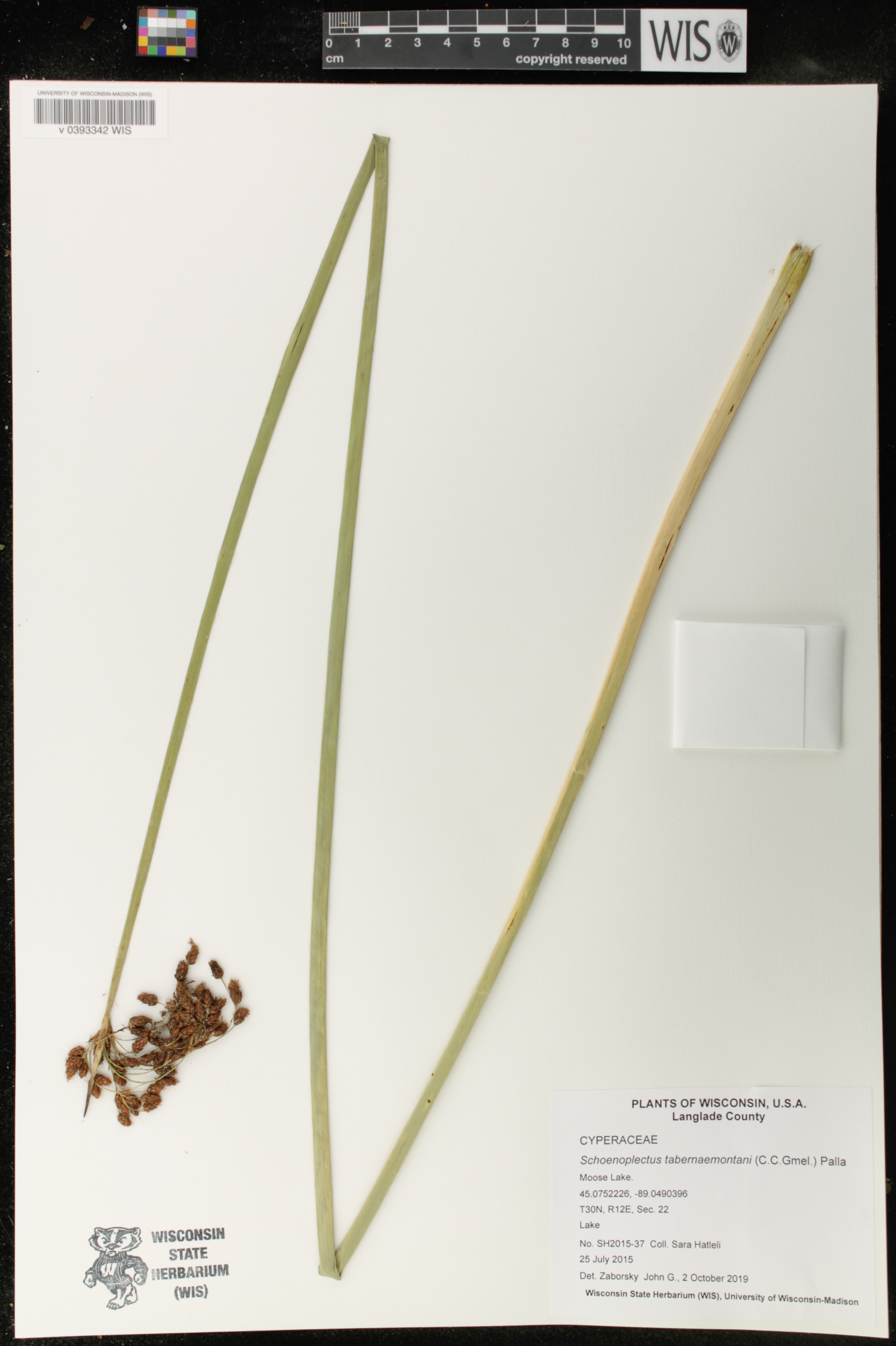Schoenoplectus tabernaemontani image