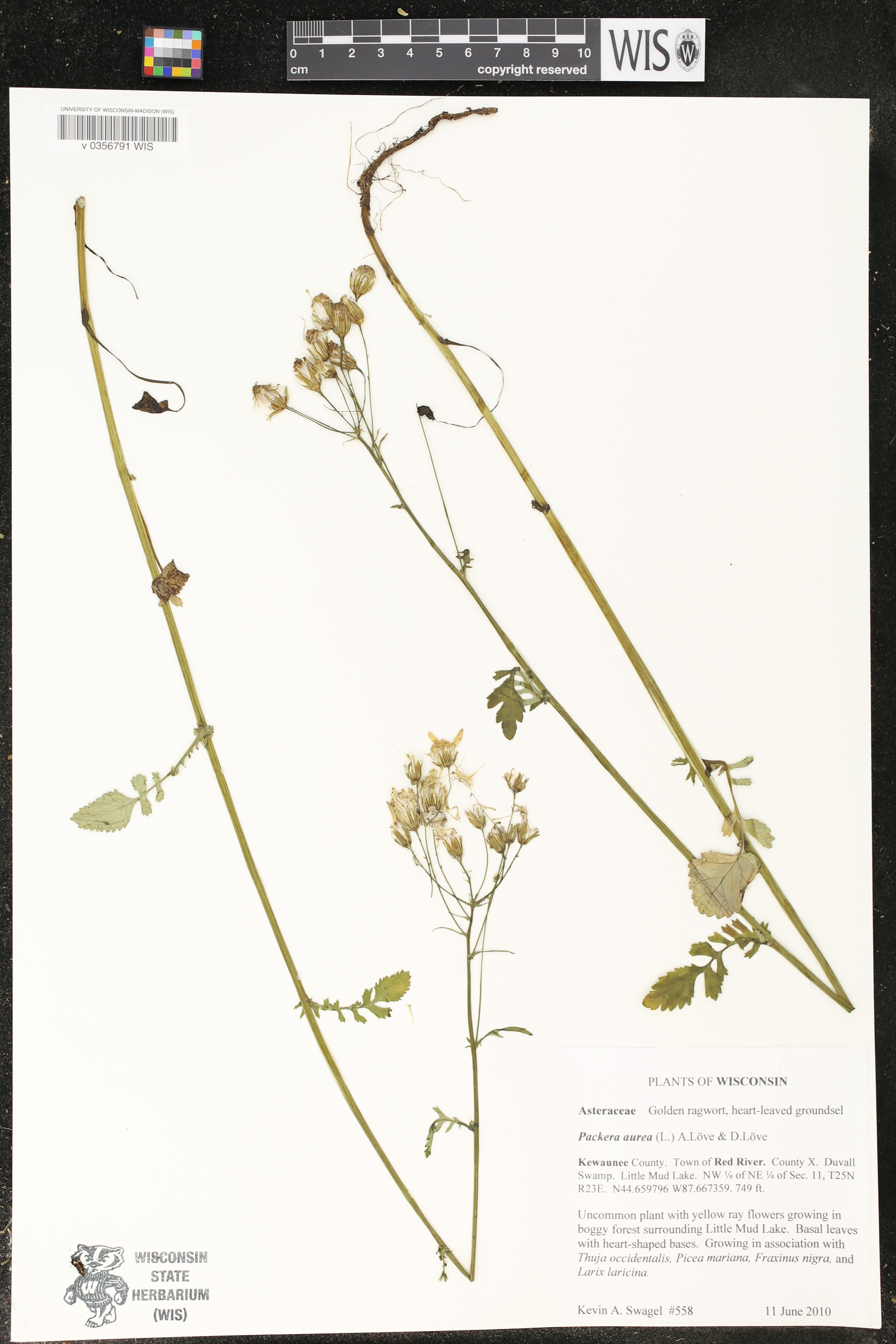 Packera aurea image