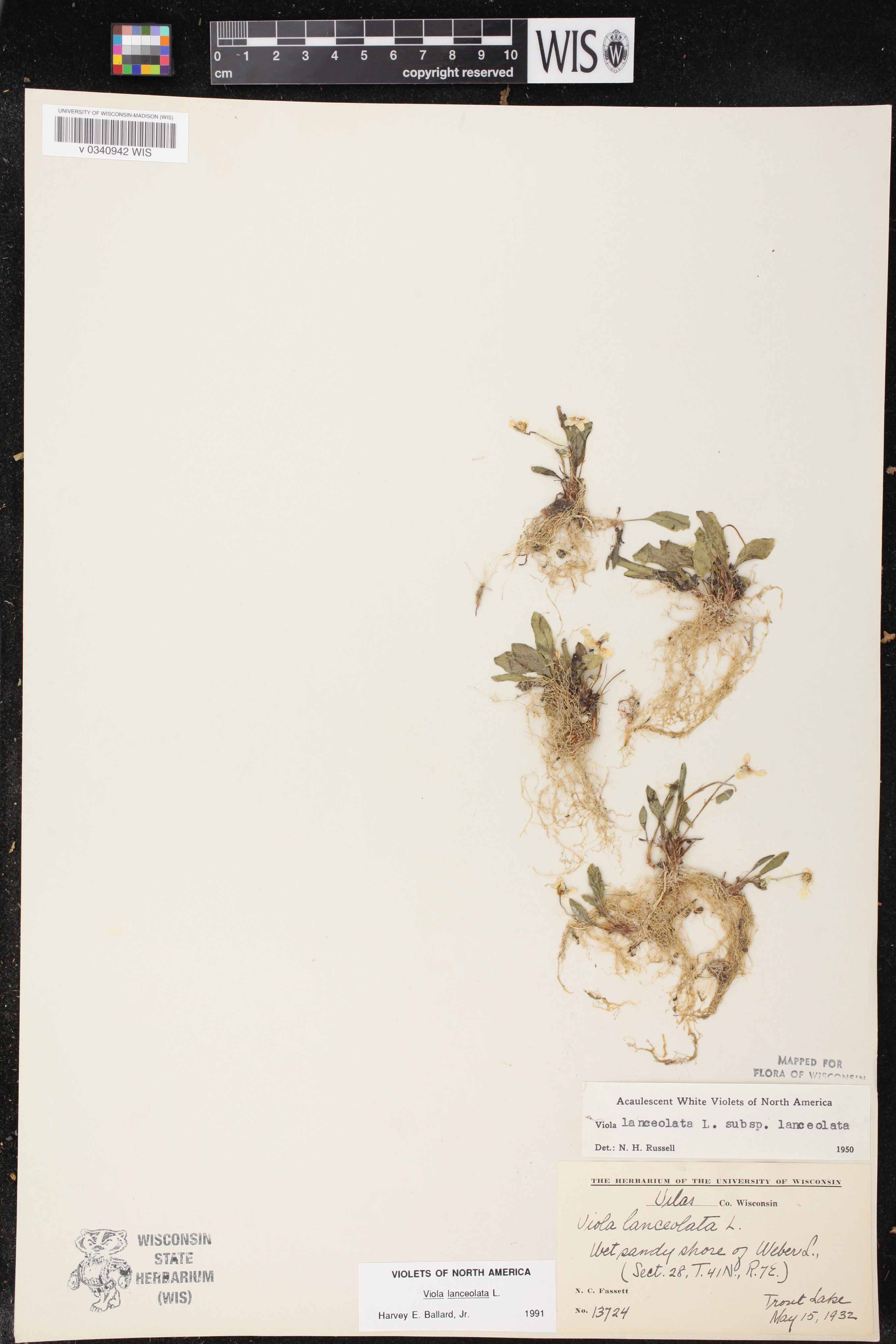 Viola lanceolata image