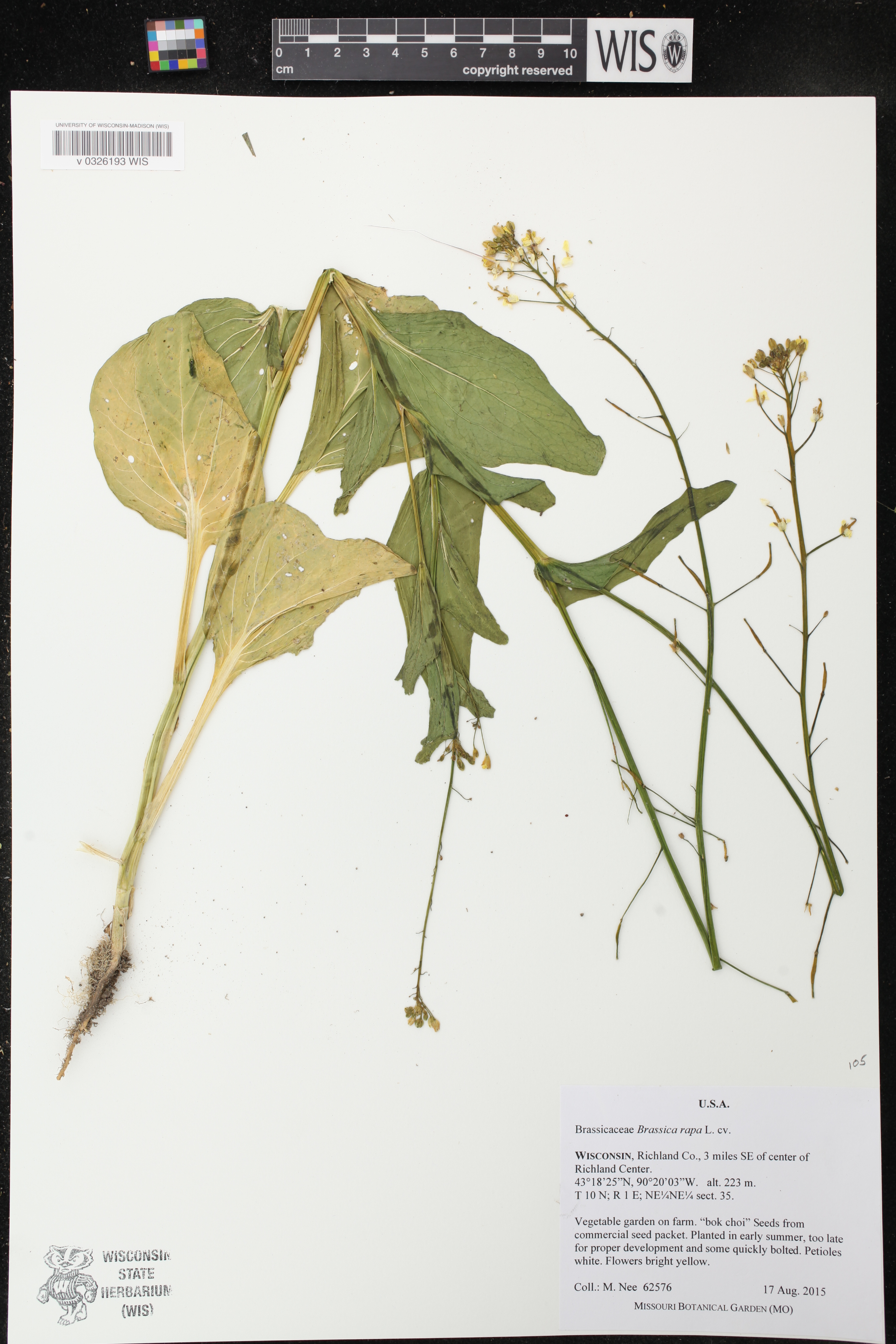 Brassica rapa image