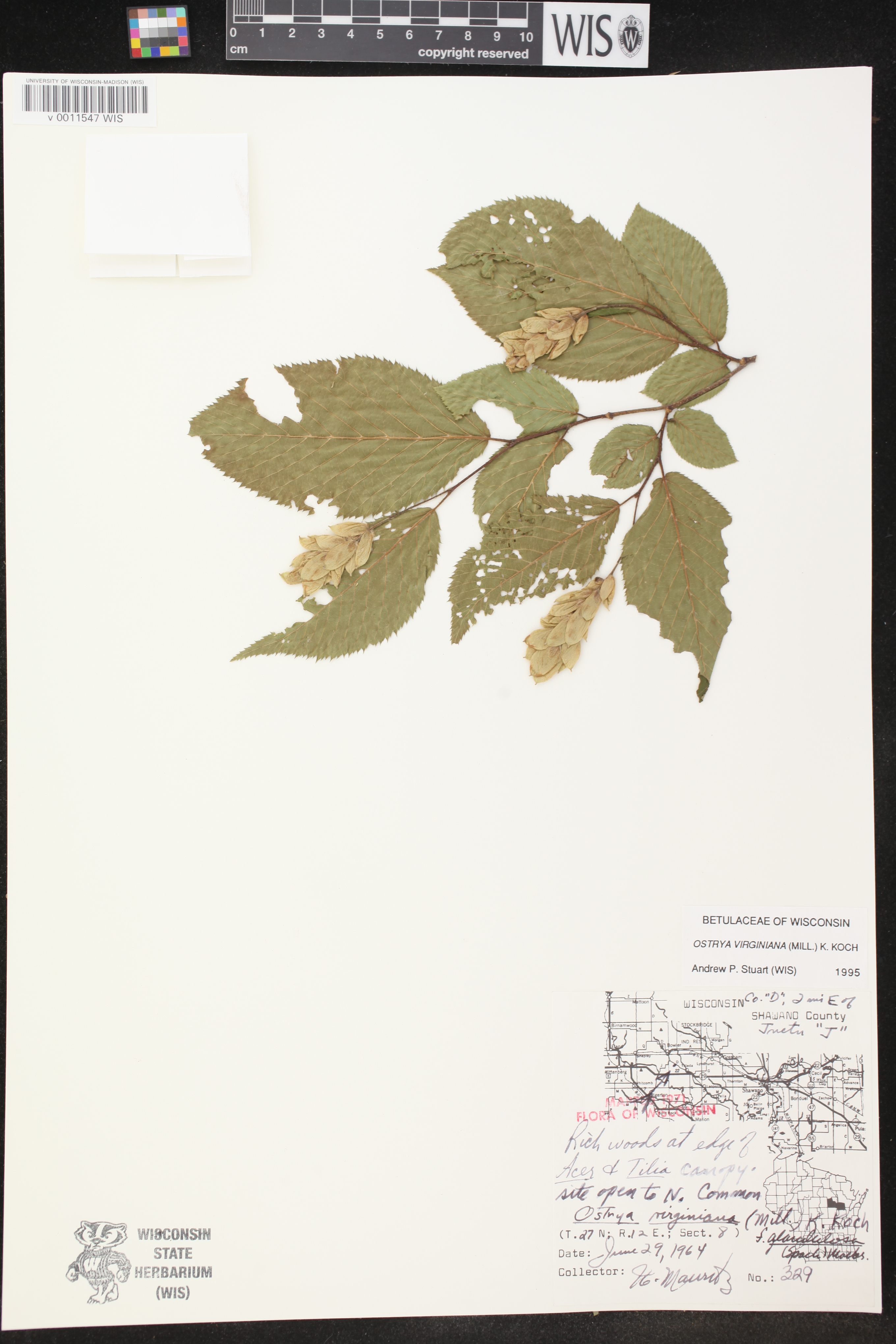 Ostrya virginiana image