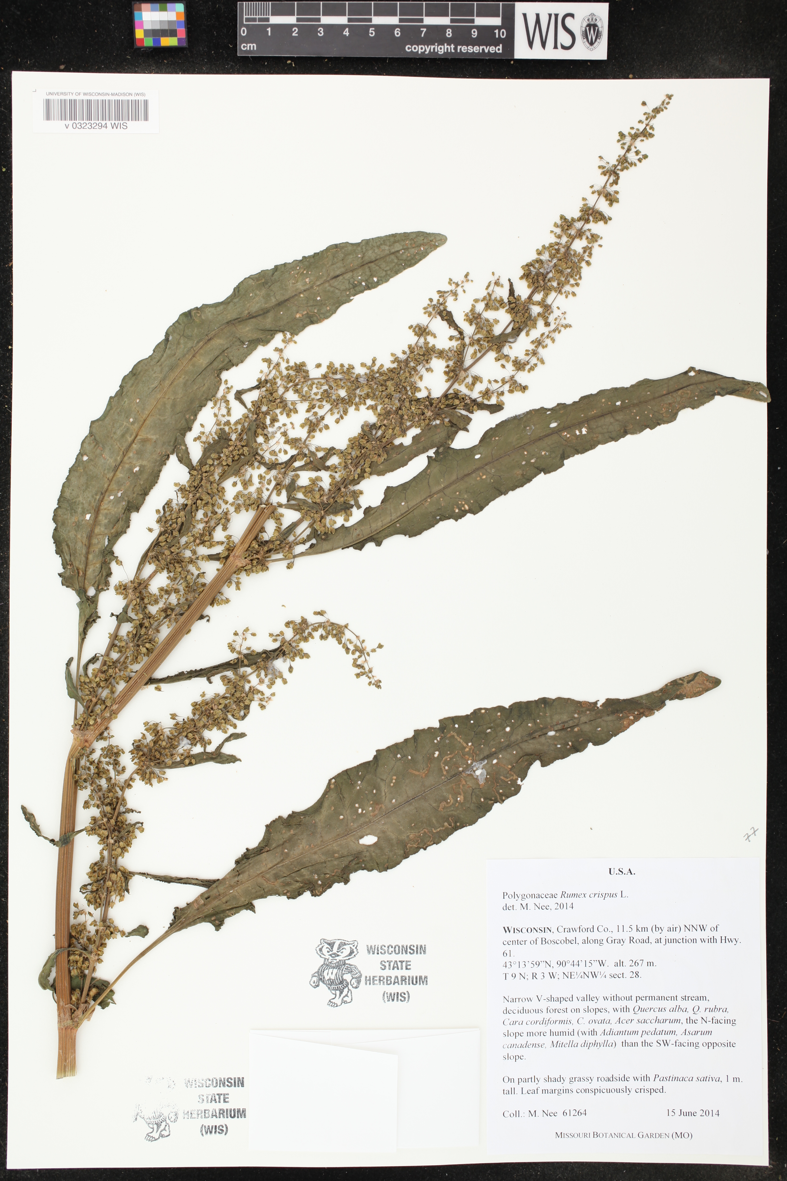 Rumex crispus image