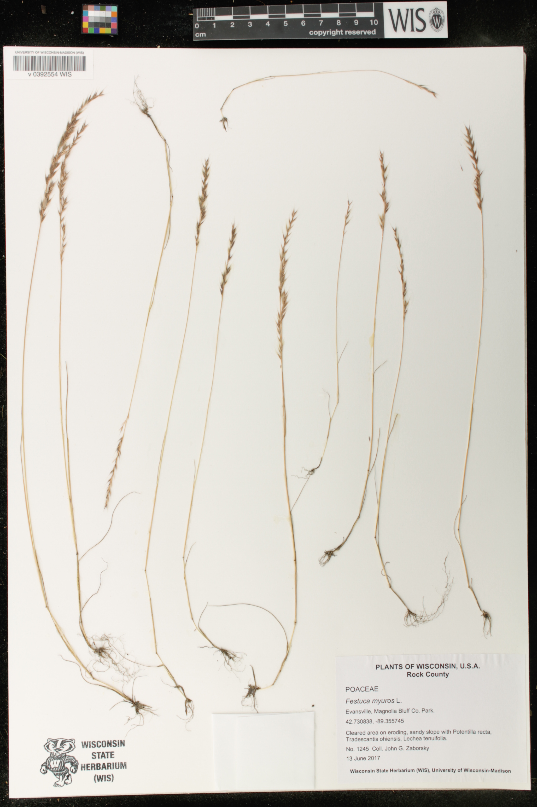 Festuca myuros image