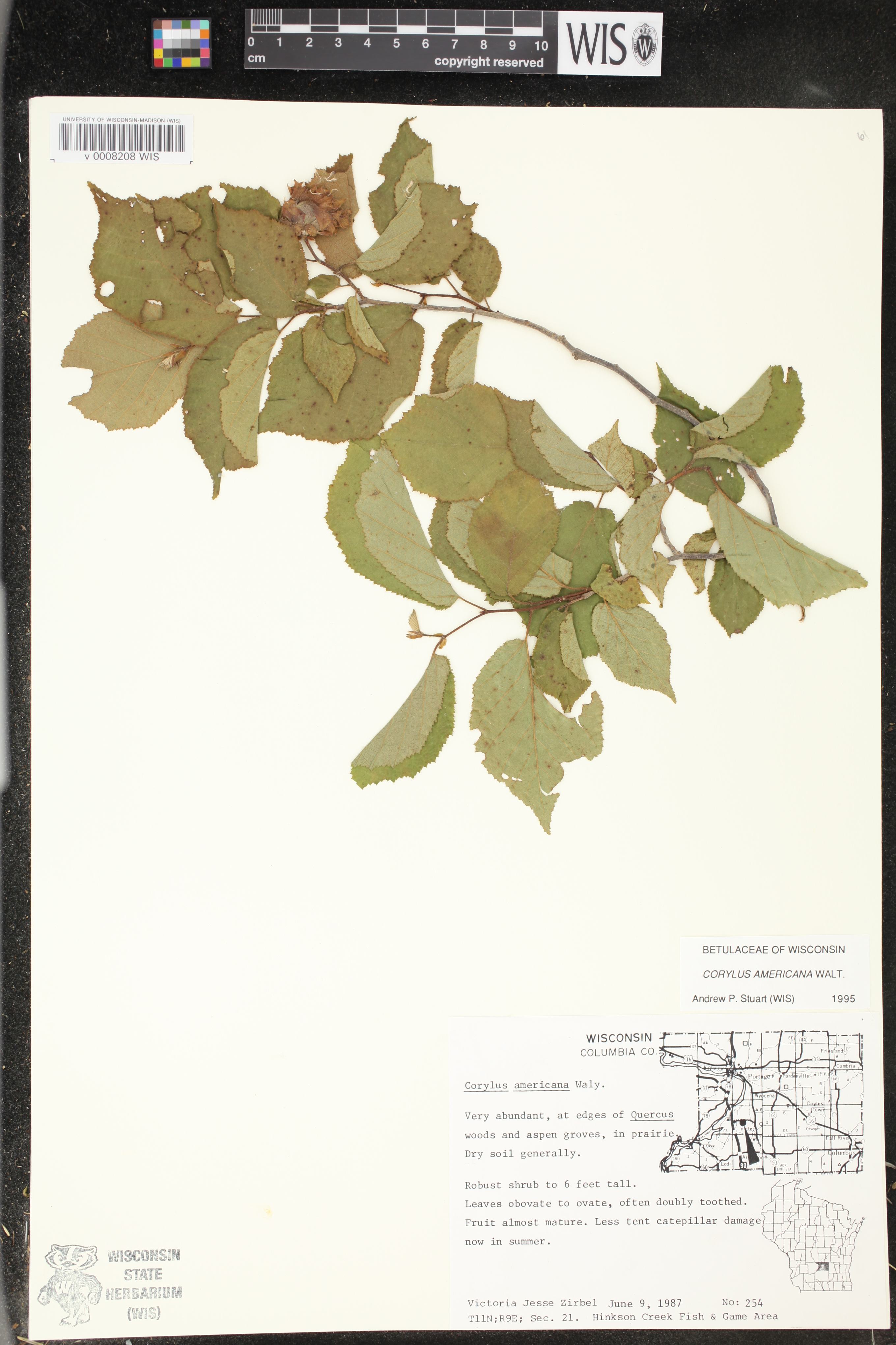 Corylus americana image