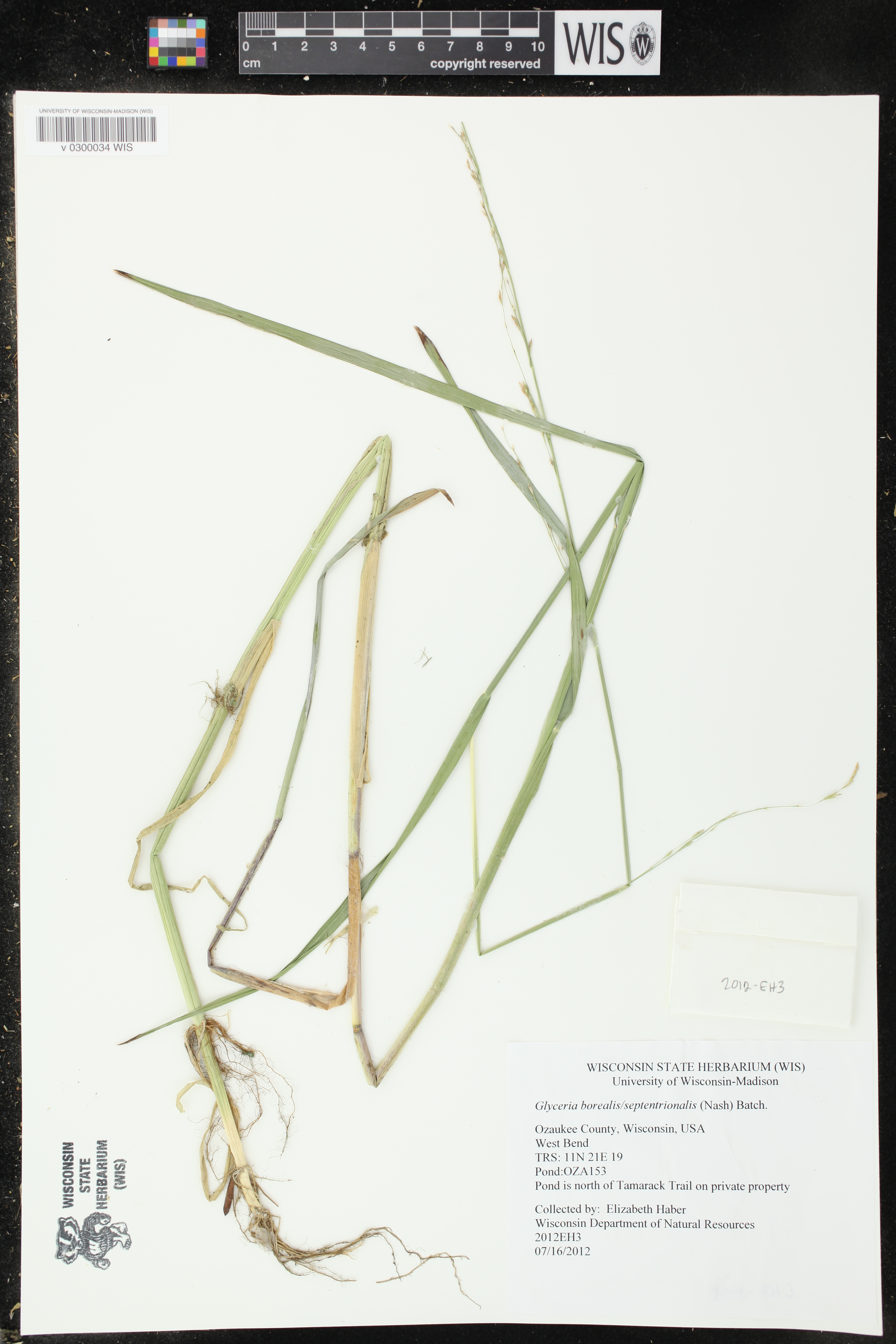 Glyceria borealis image