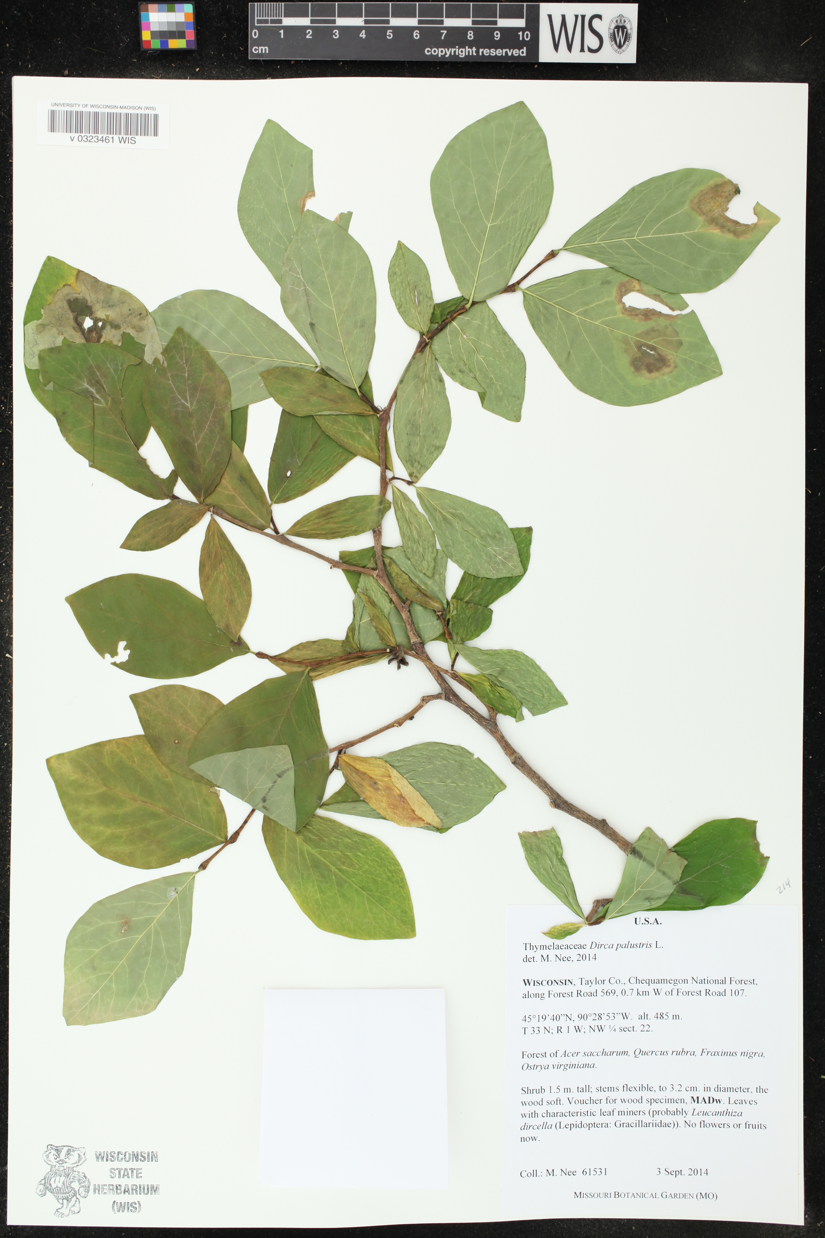 Dirca palustris image