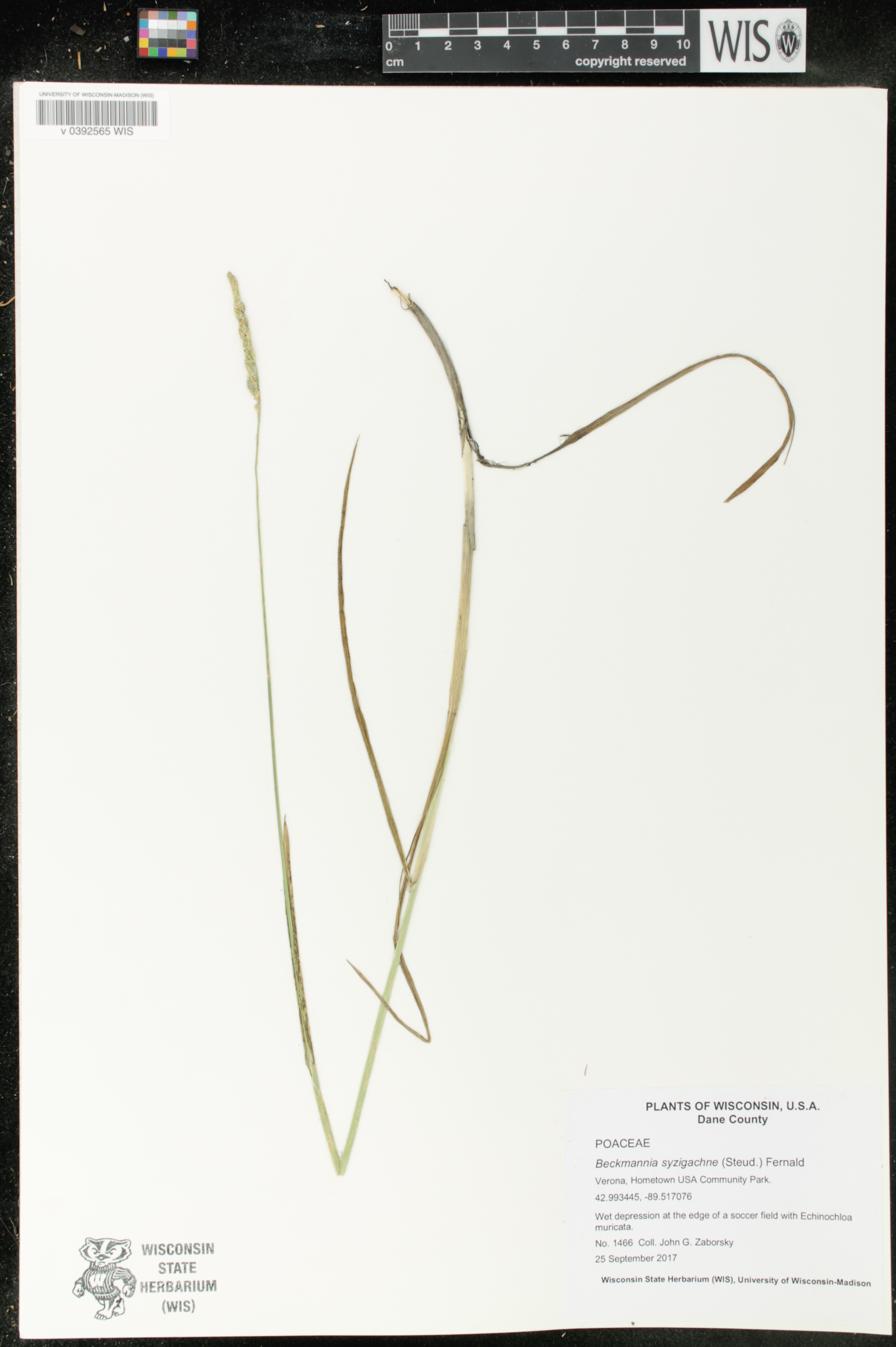 Beckmannia syzigachne image