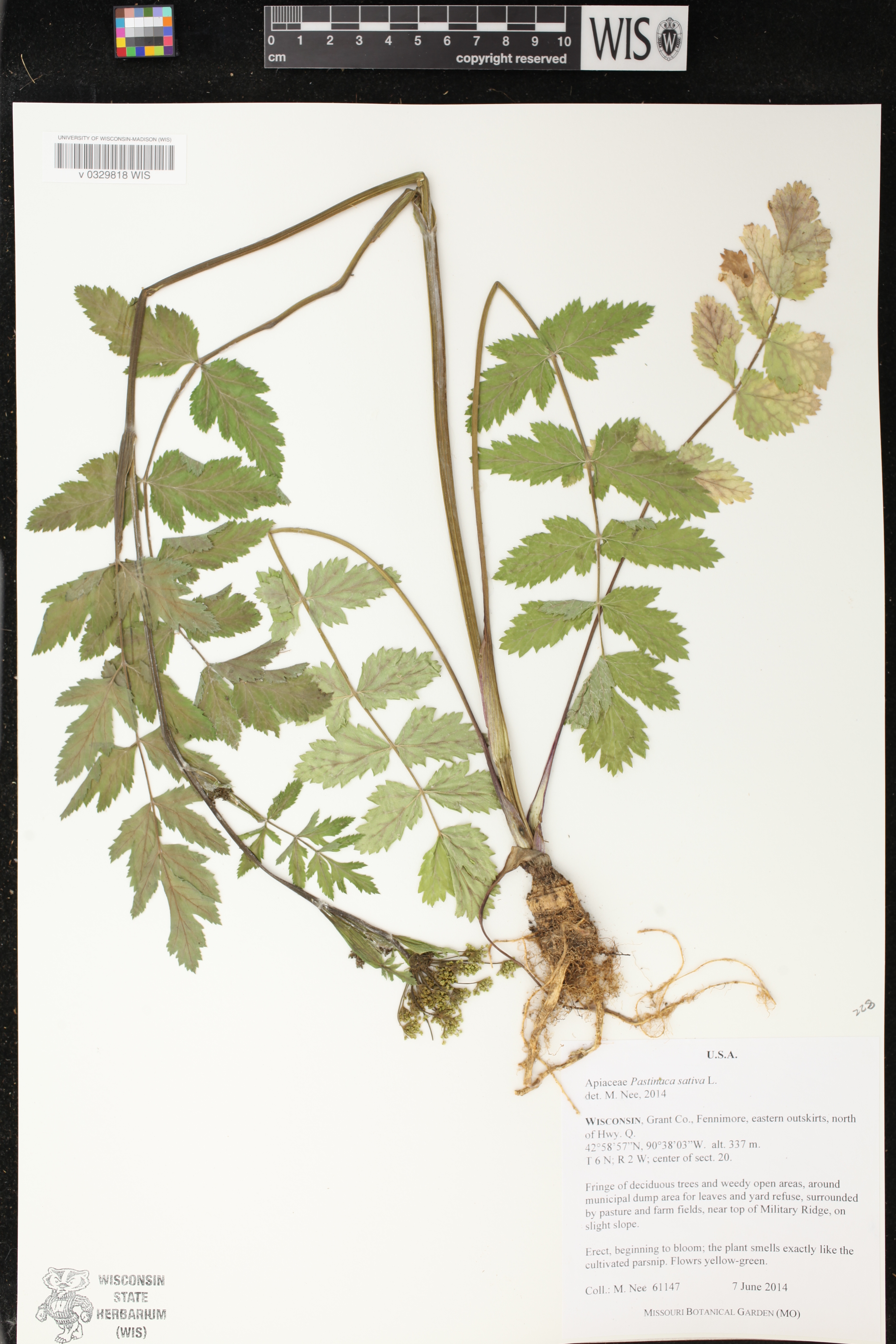 Pastinaca sativa image