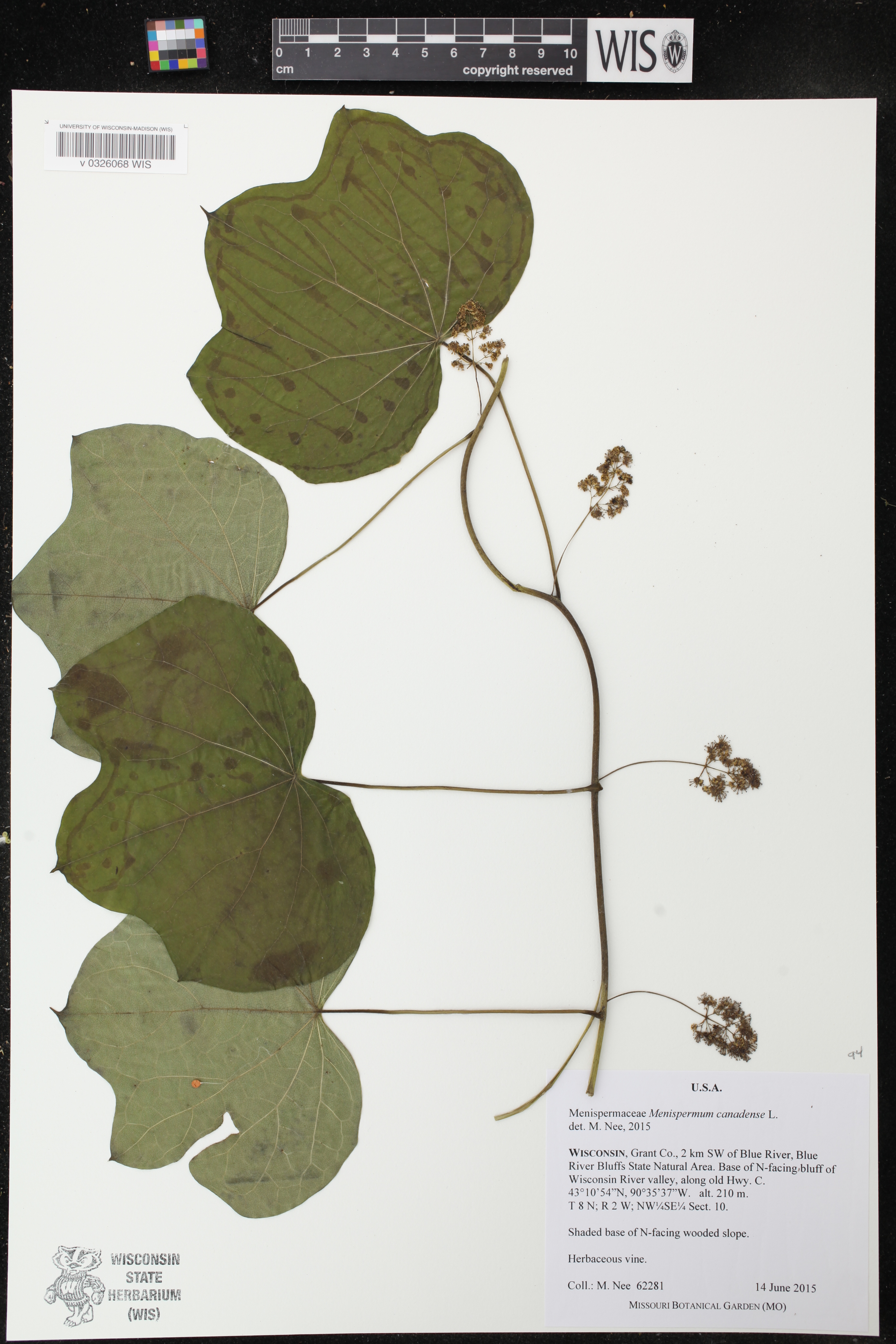 Menispermum canadense image