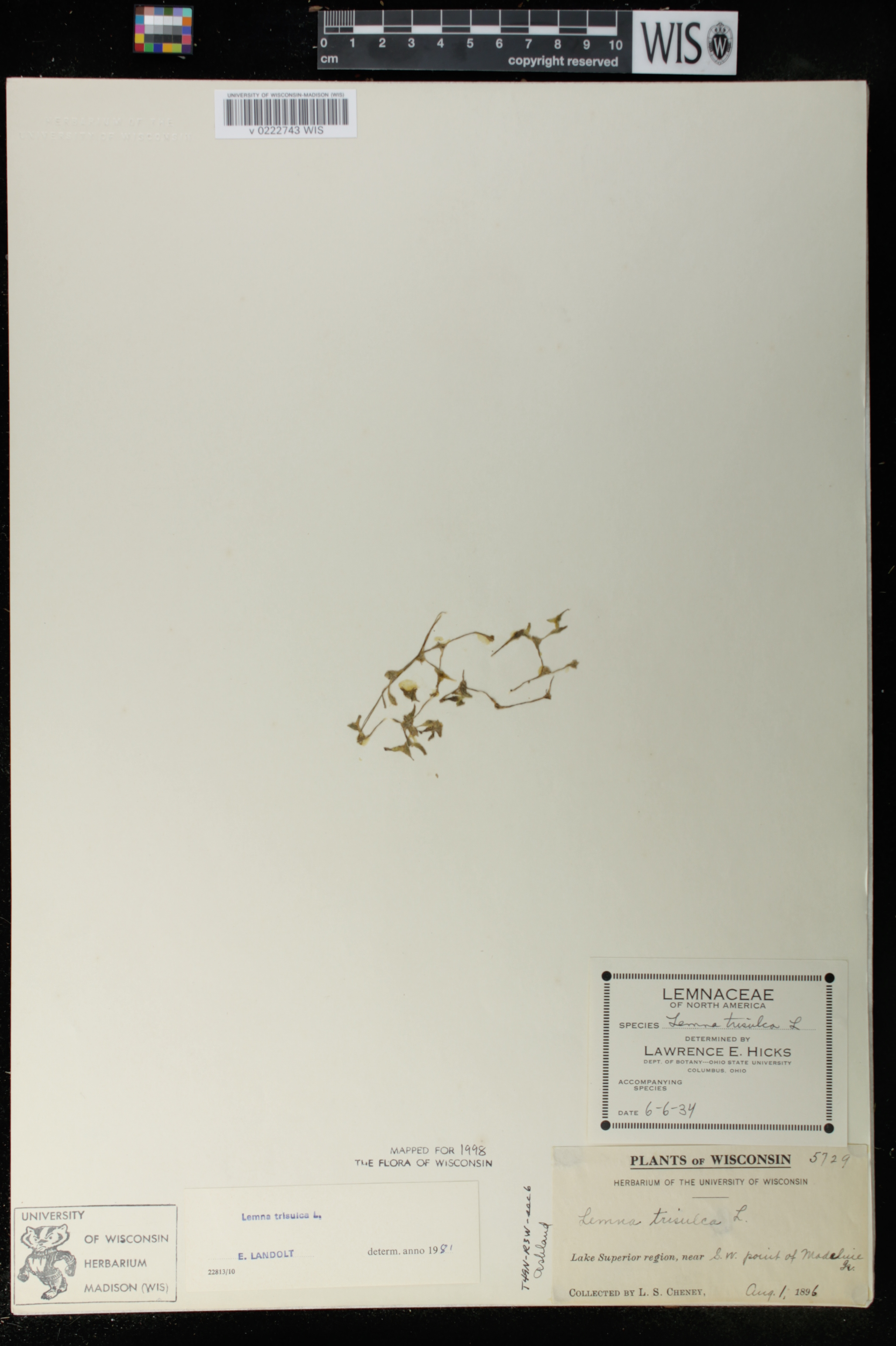 Lemna trisulca image