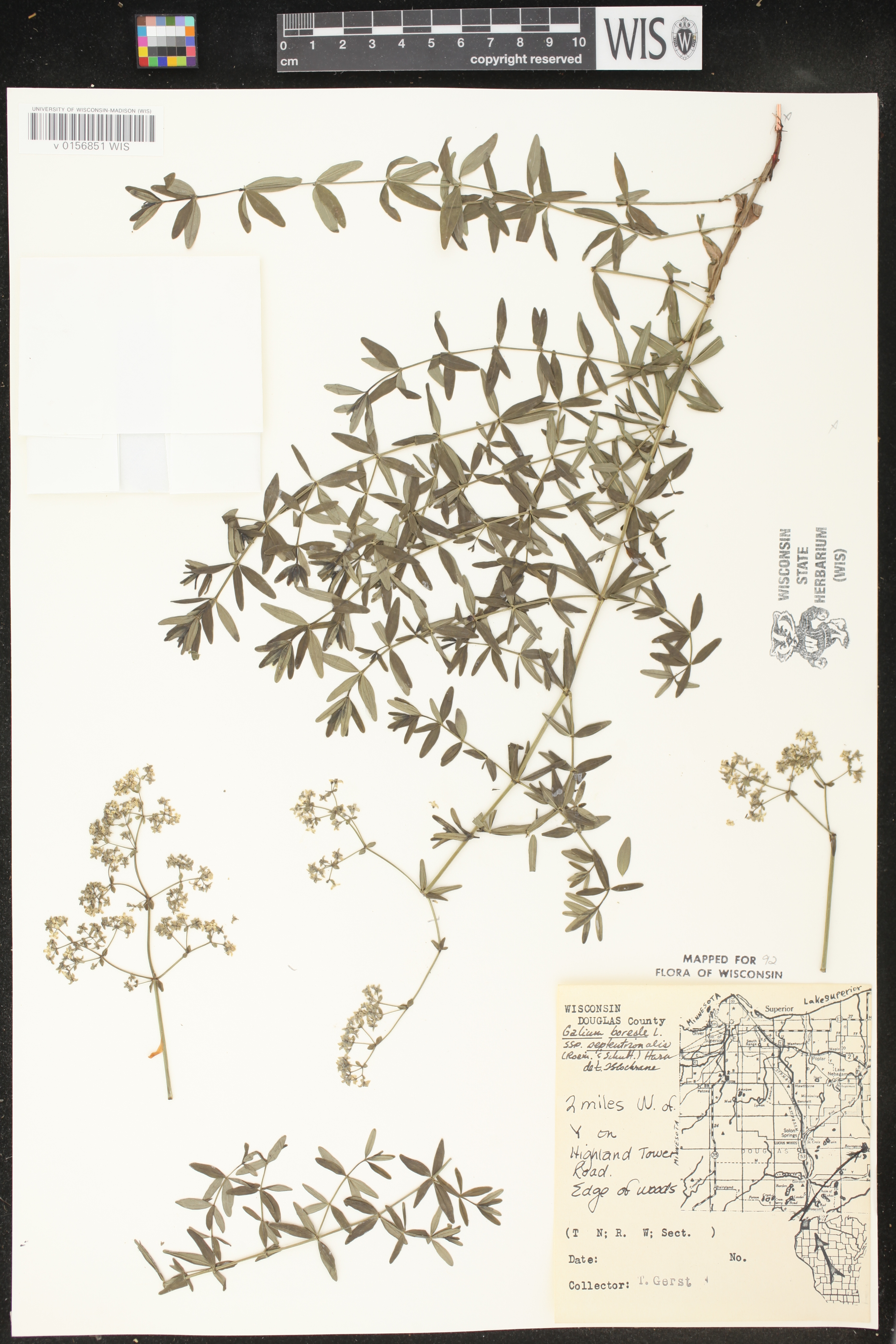 Galium boreale image