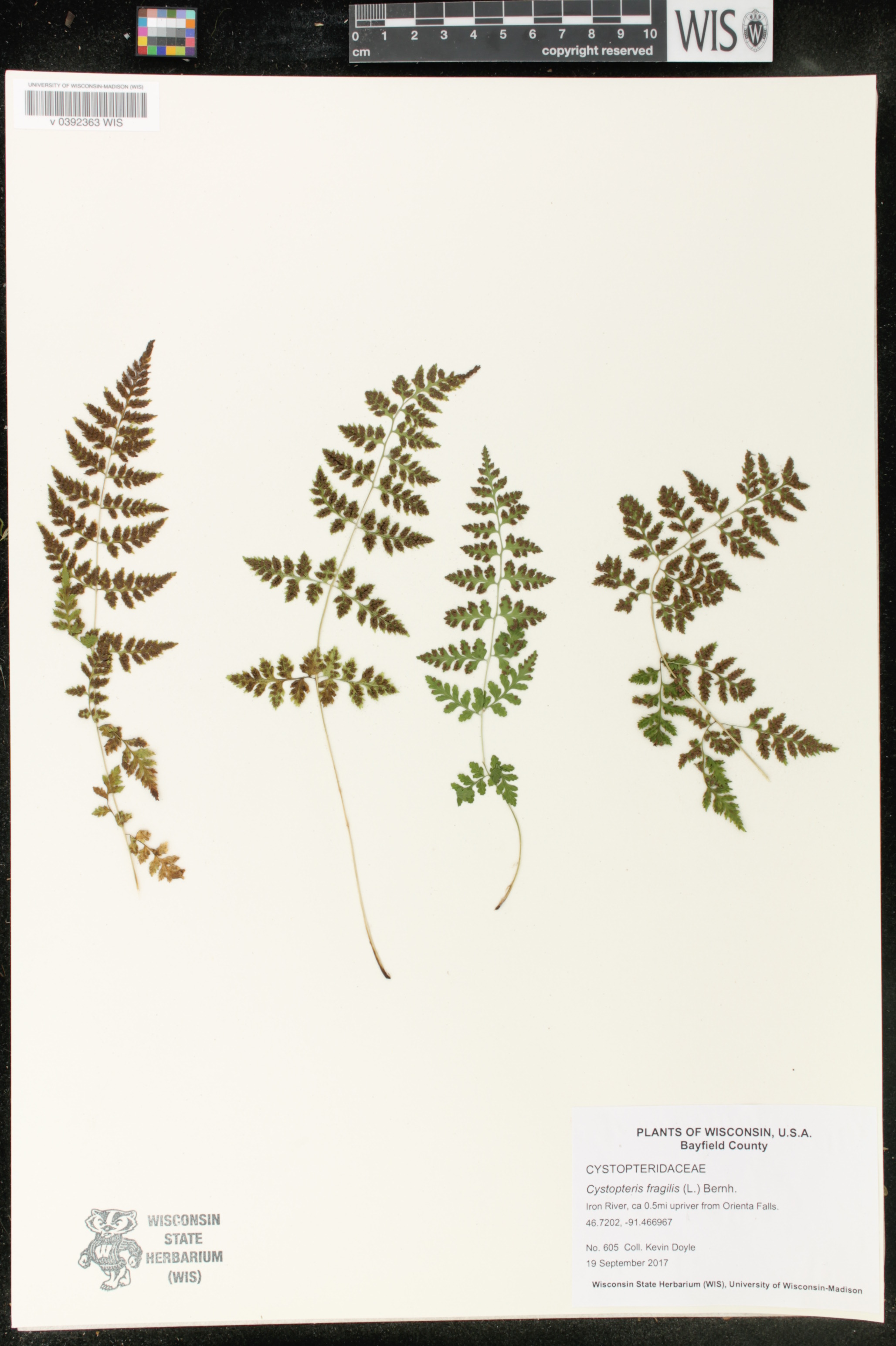 Cystopteris fragilis image
