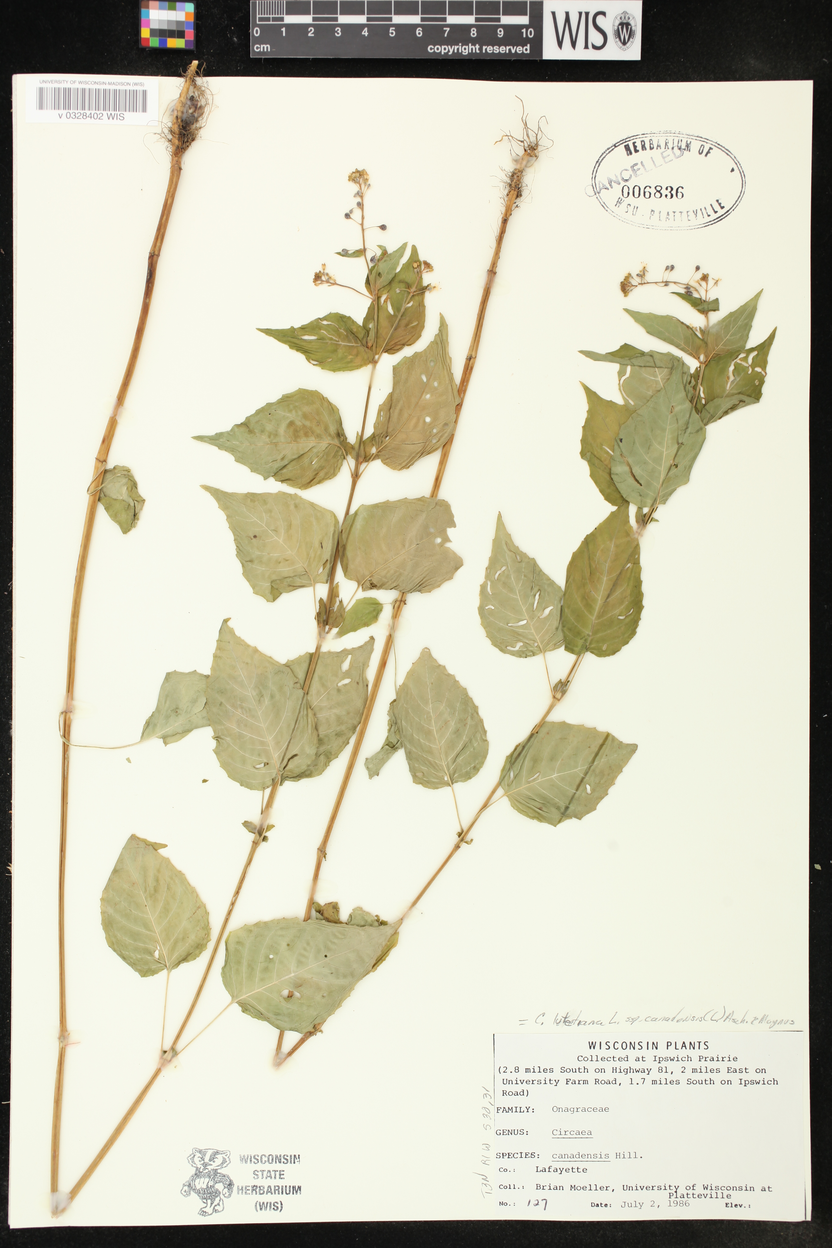 Circaea canadensis subsp. canadensis image
