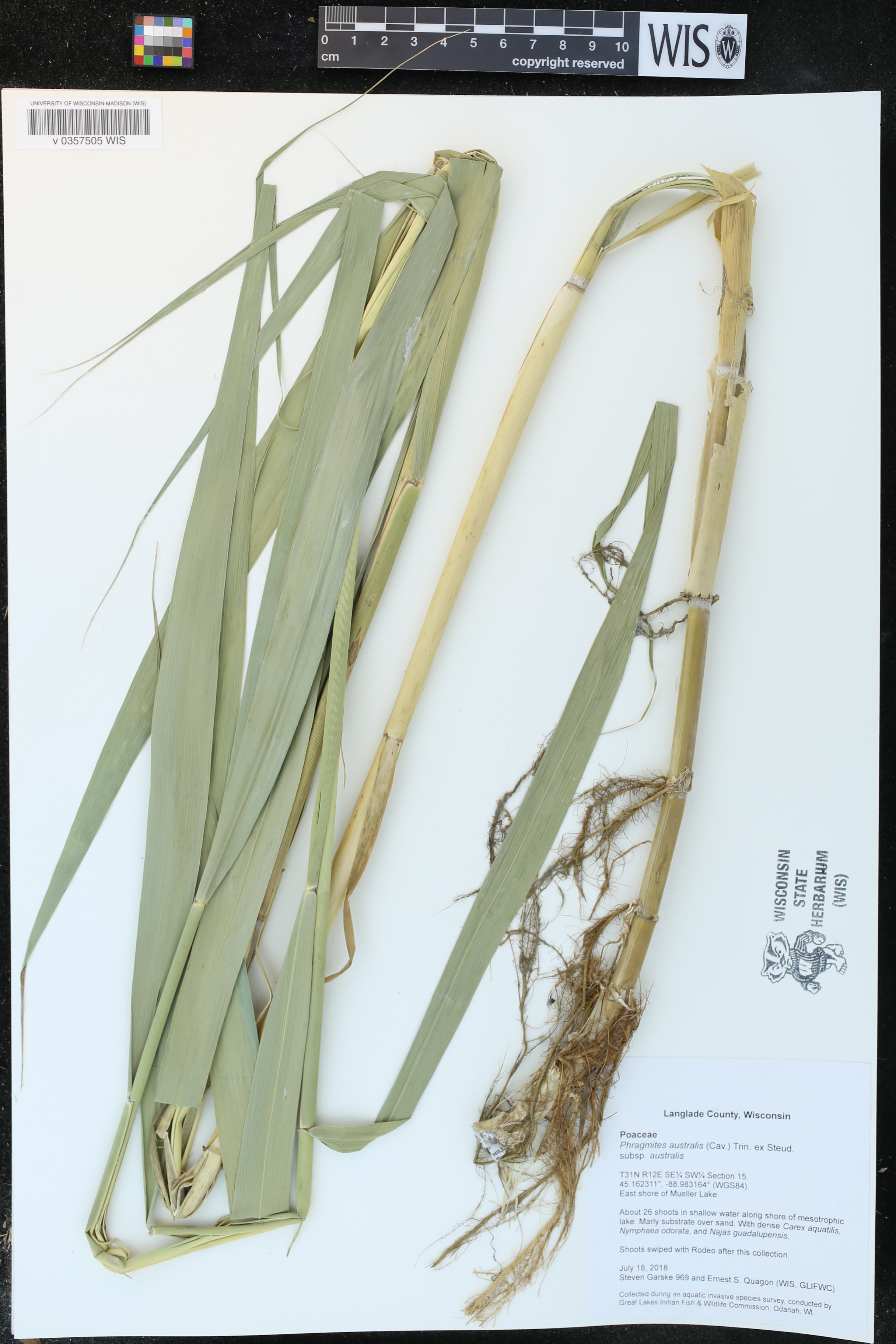Phragmites australis image