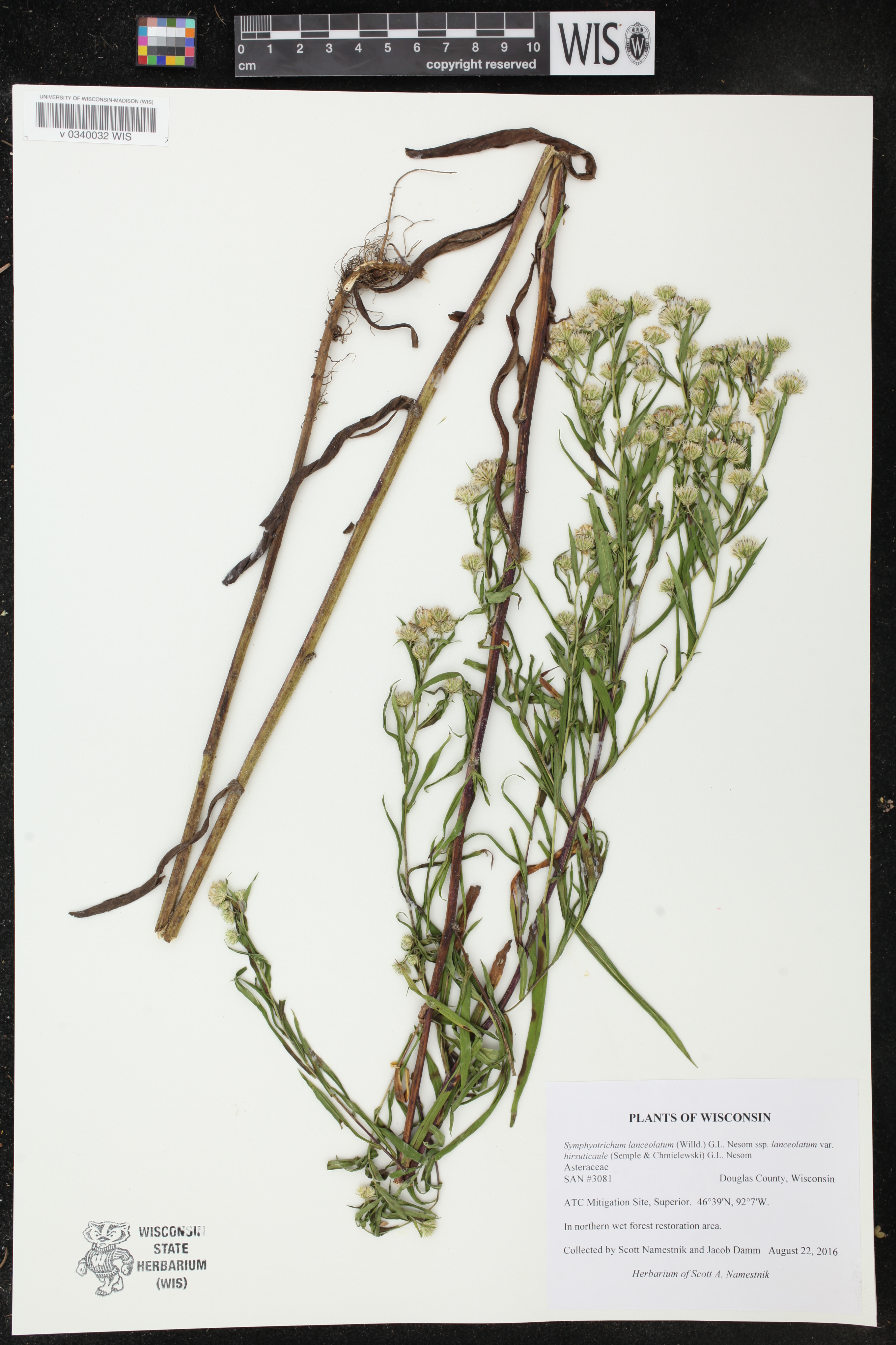 Symphyotrichum lanceolatum var. hirsuticaule image