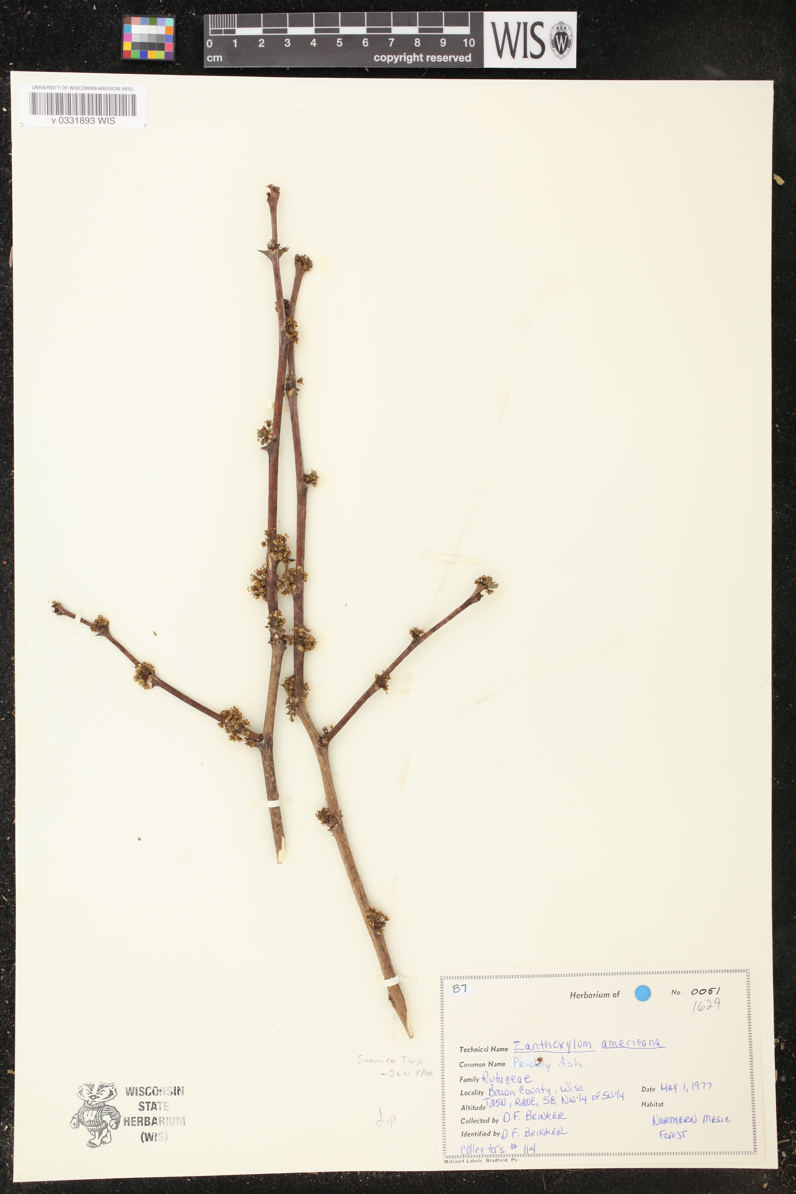 Zanthoxylum americanum image