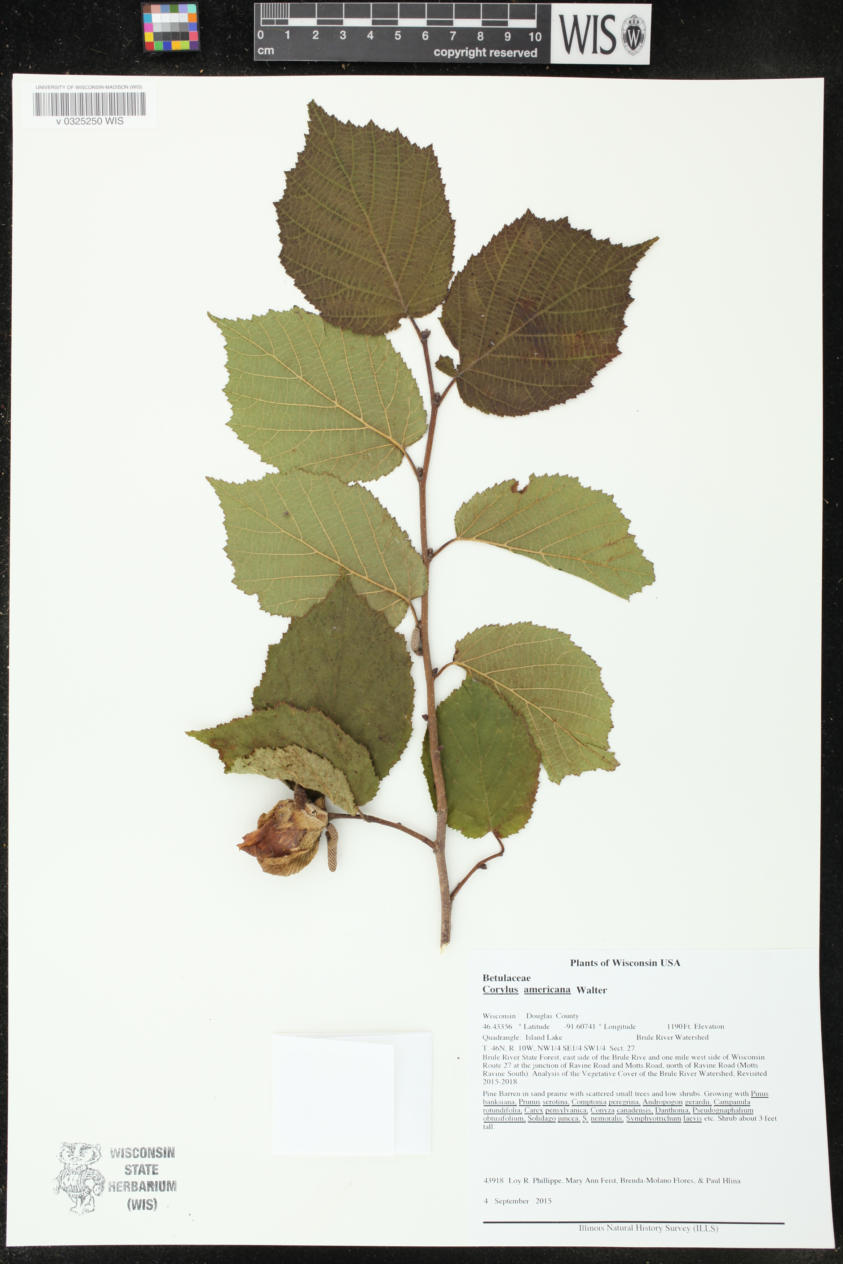 Corylus americana image