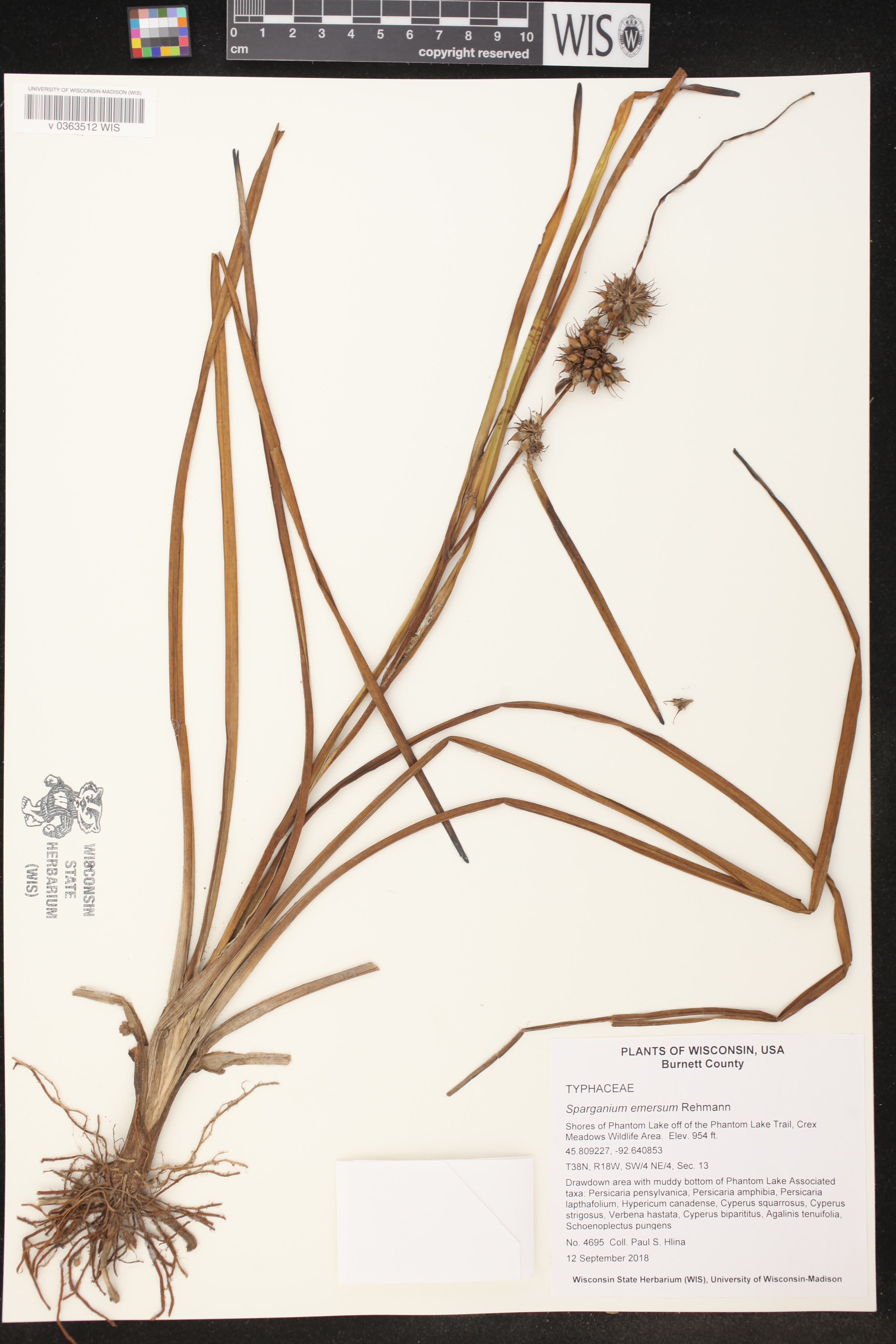 Sparganium emersum image