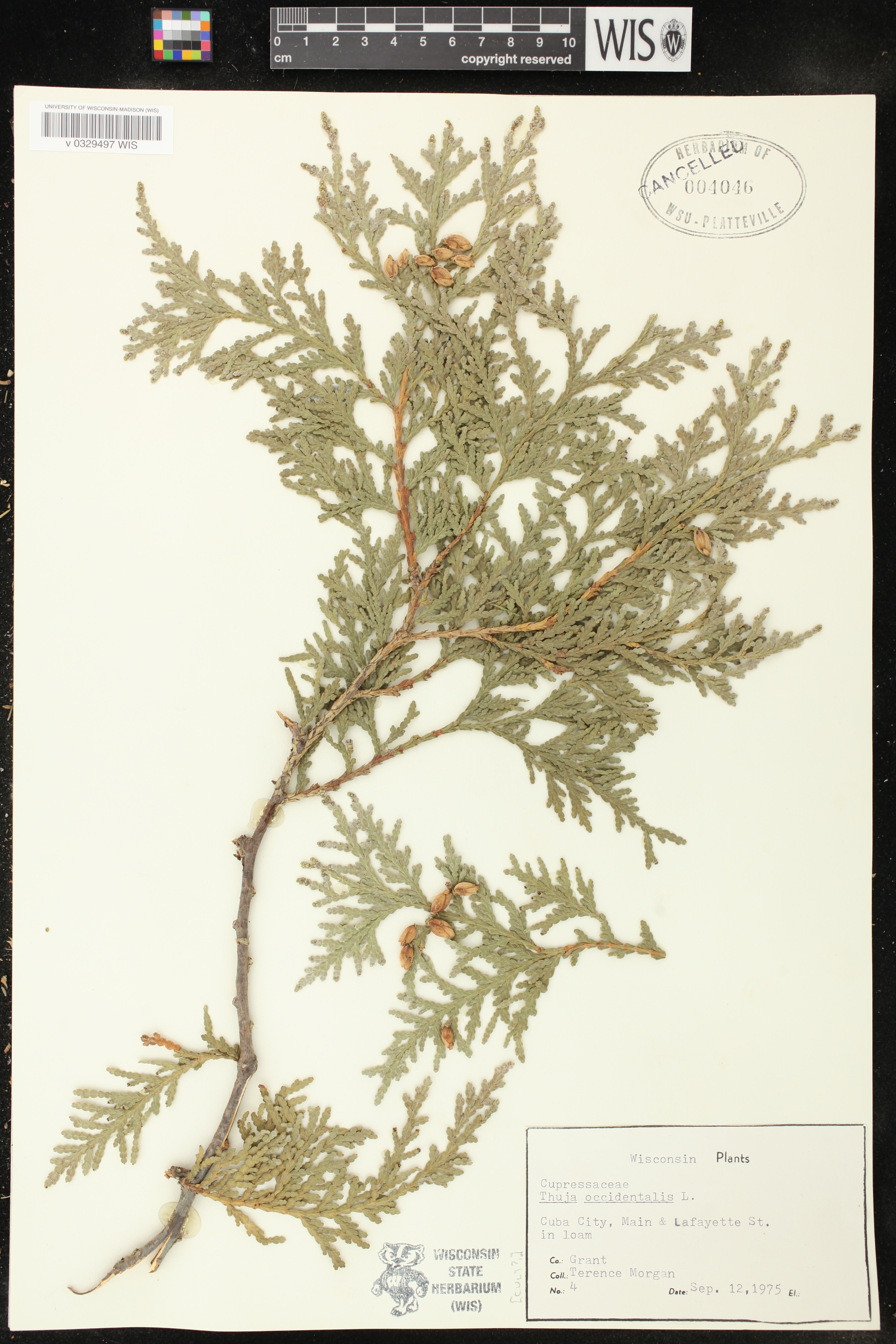 Thuja occidentalis image