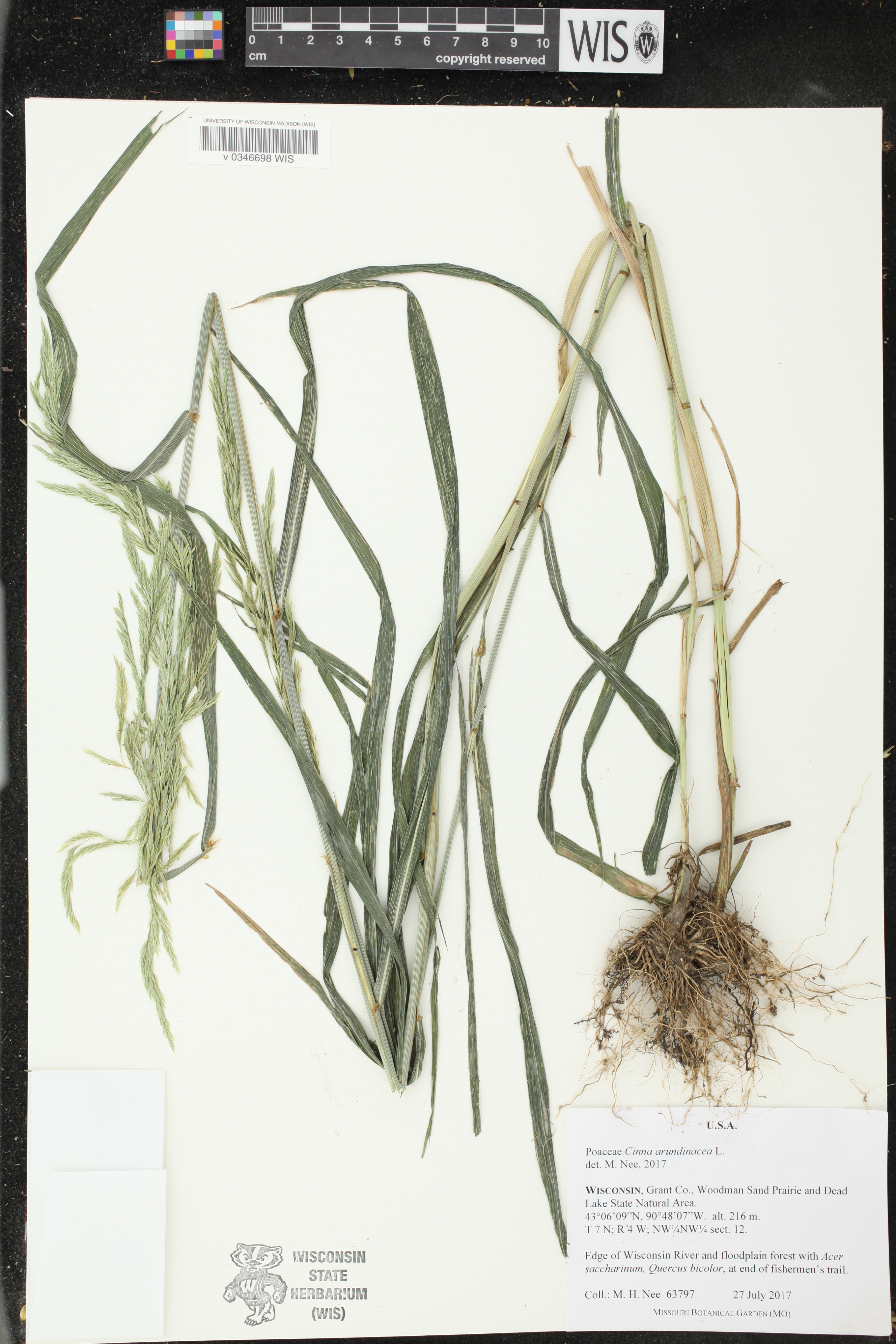 Cinna arundinacea image