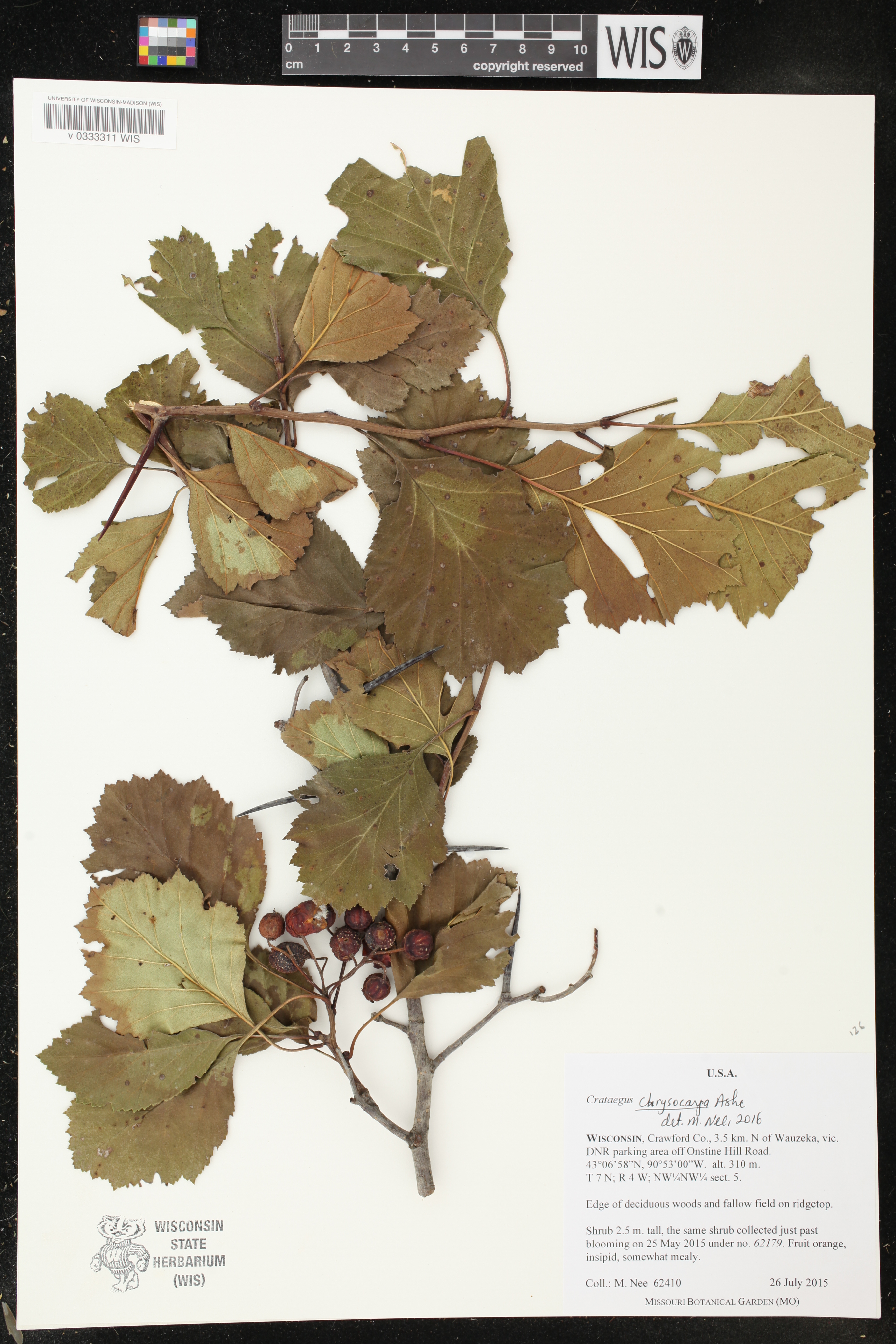 Crataegus chrysocarpa image