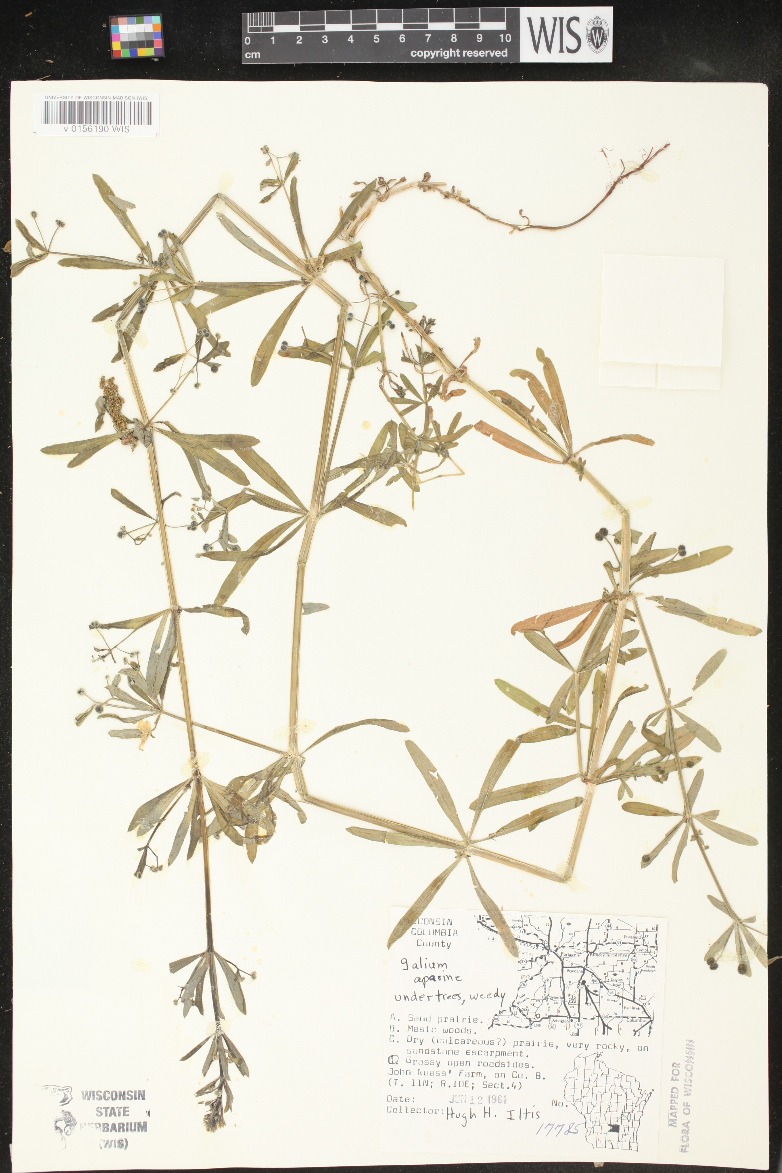 Galium aparine image
