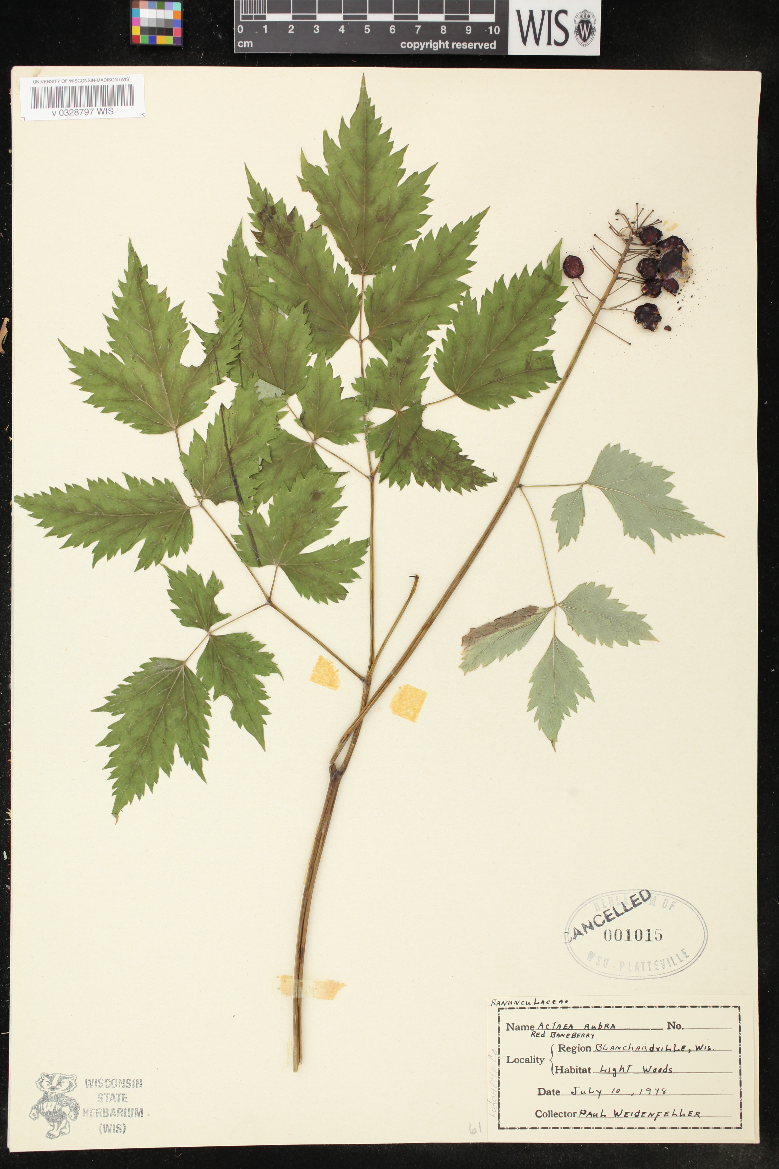 Actaea rubra image