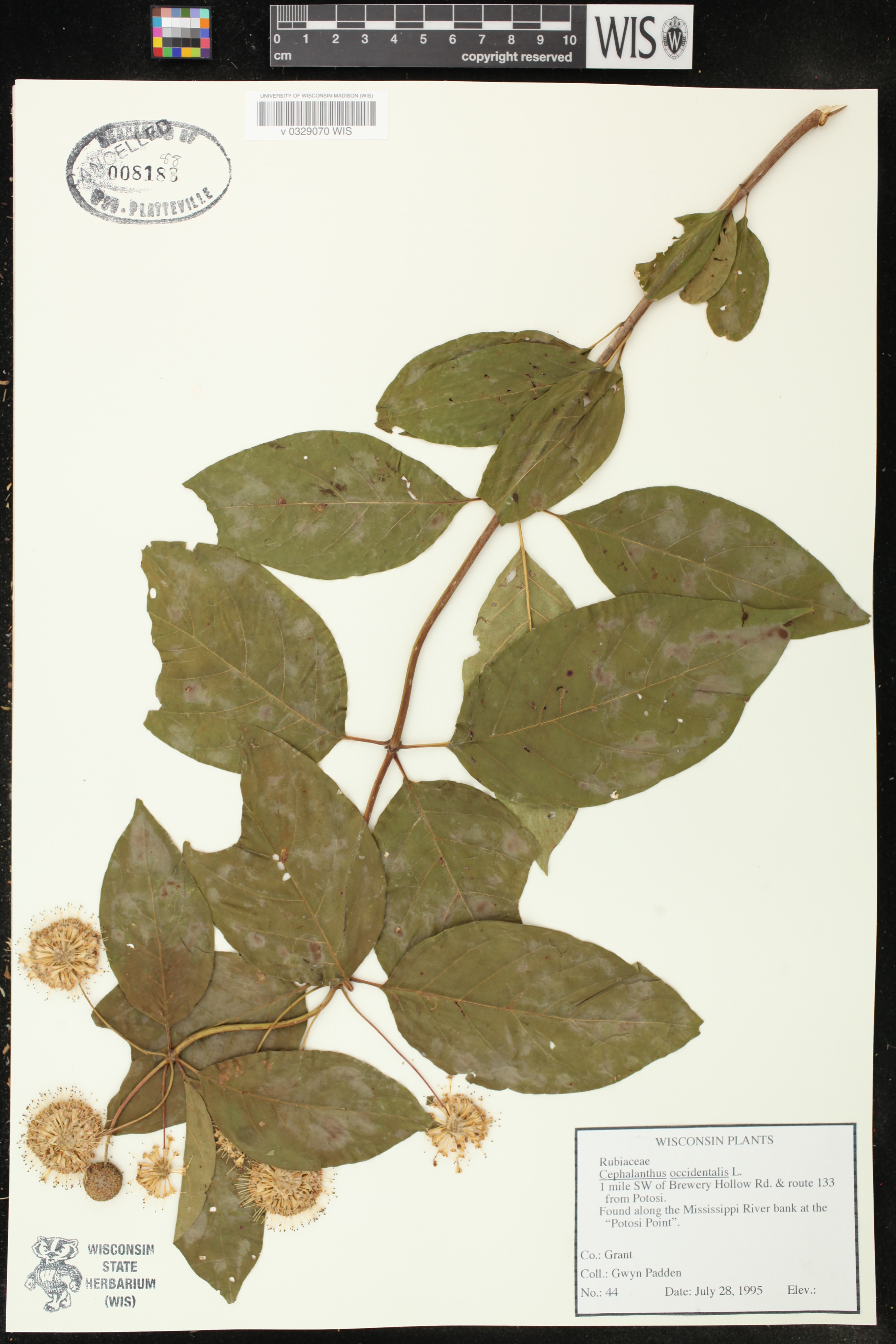 Cephalanthus occidentalis image