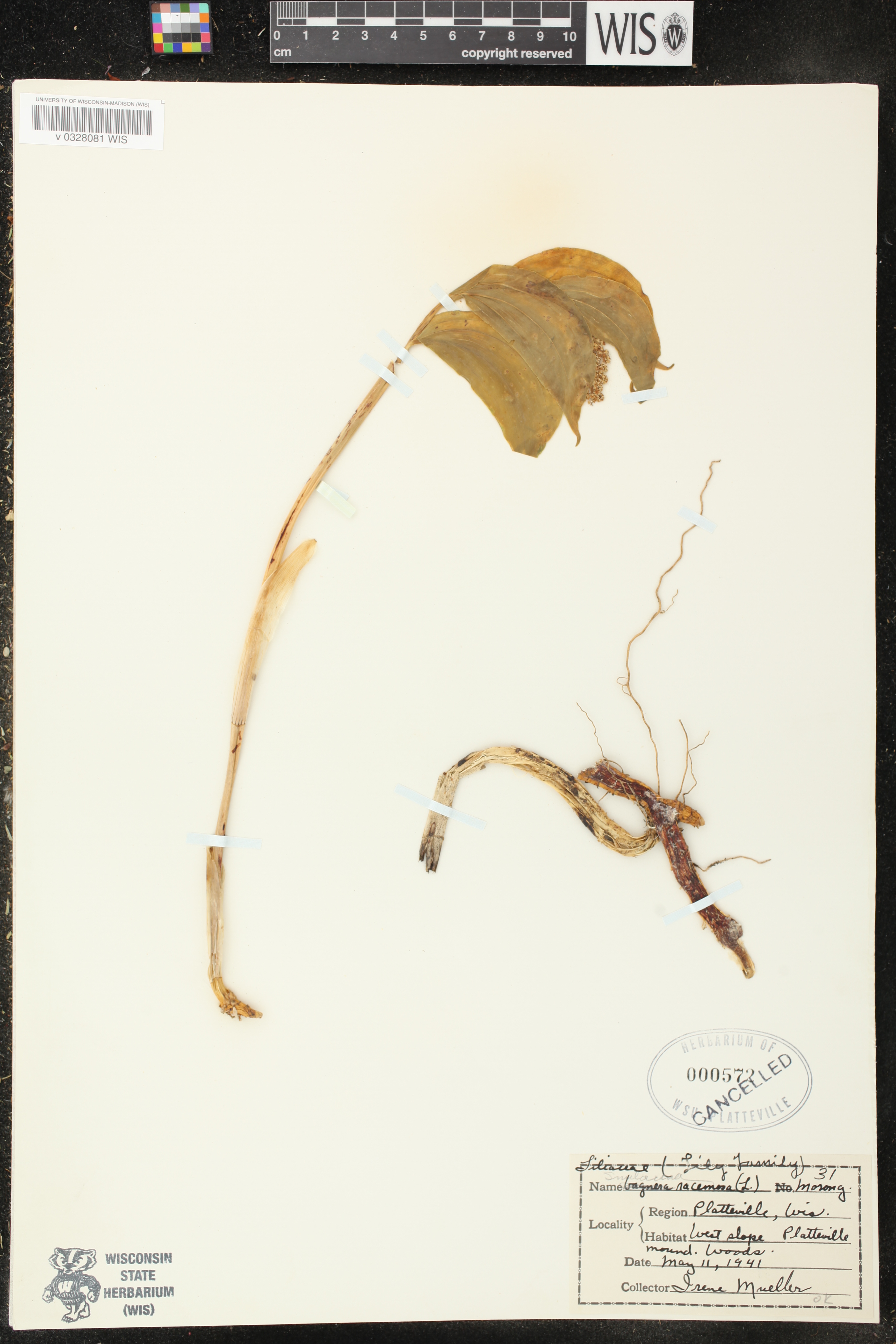 Maianthemum racemosum image