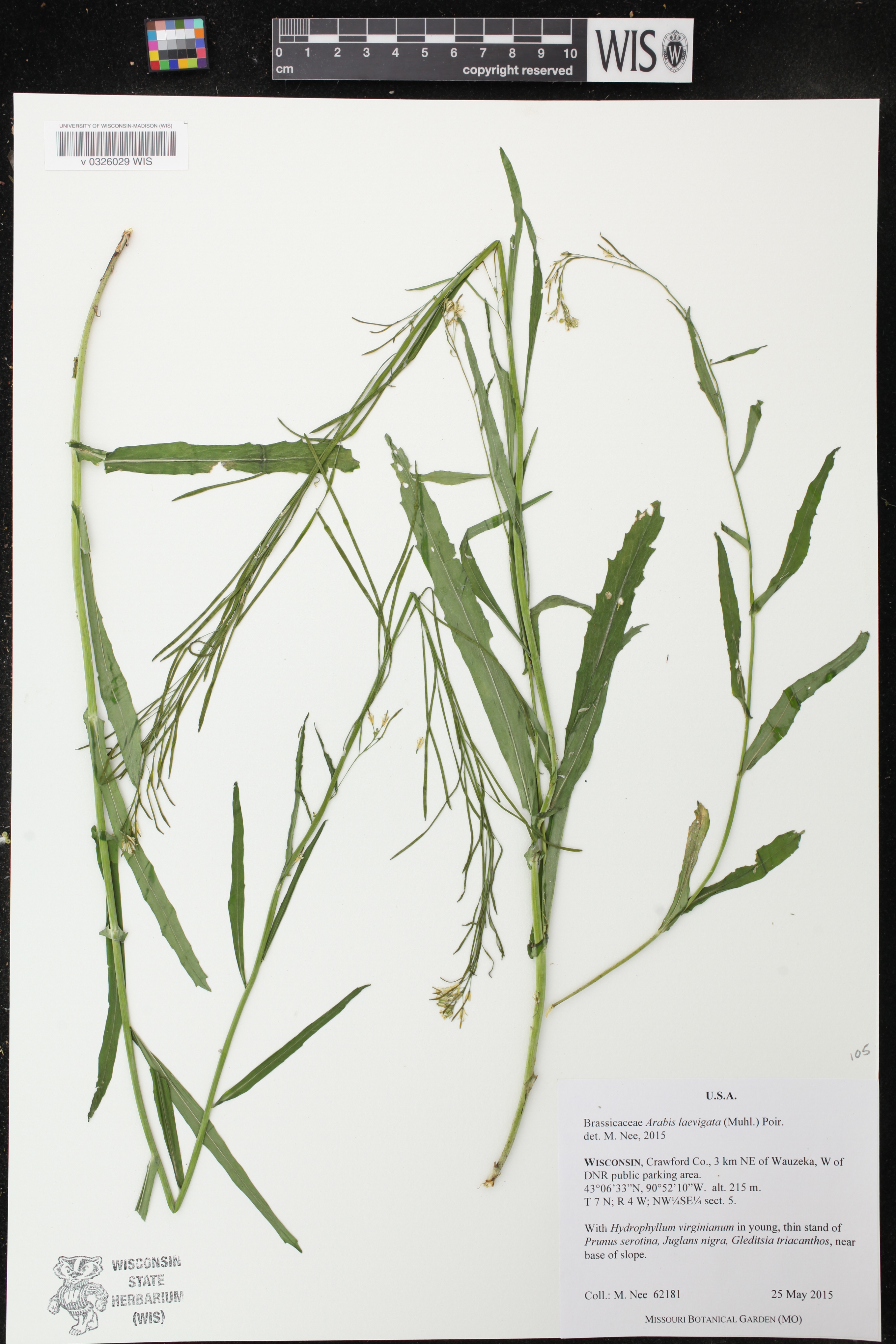 Boechera laevigata image