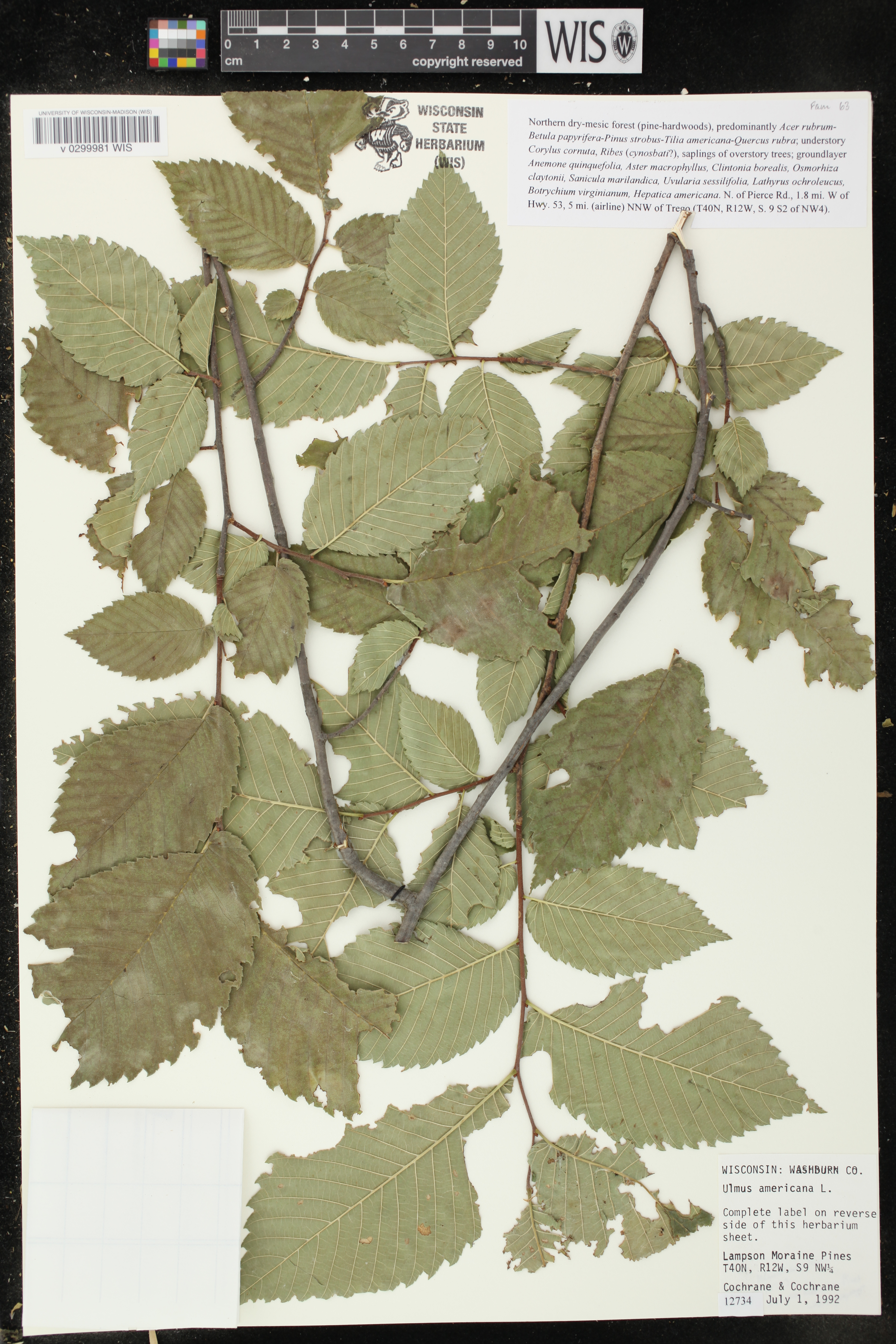 Ulmus americana image