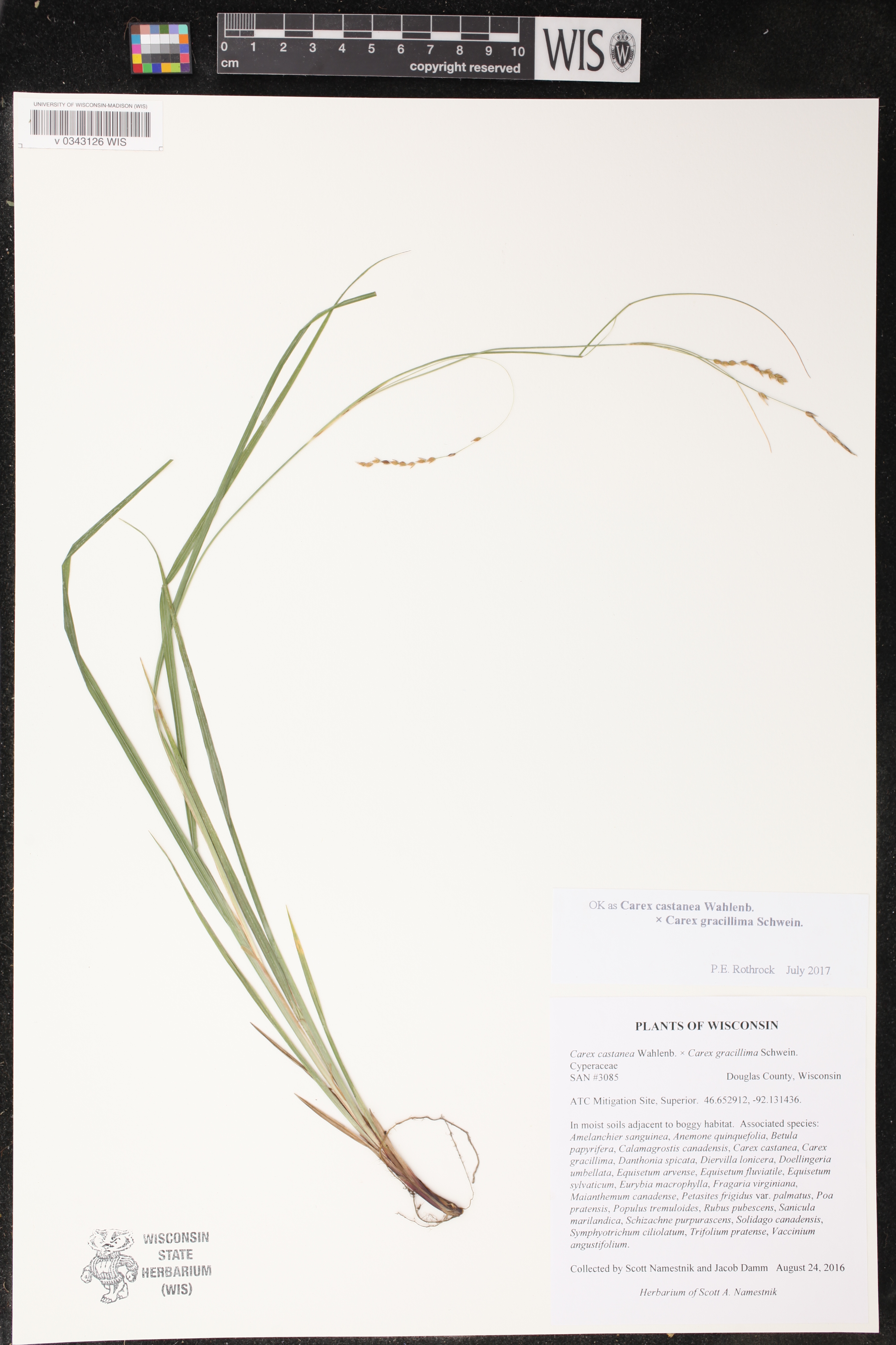 Carex castanea image