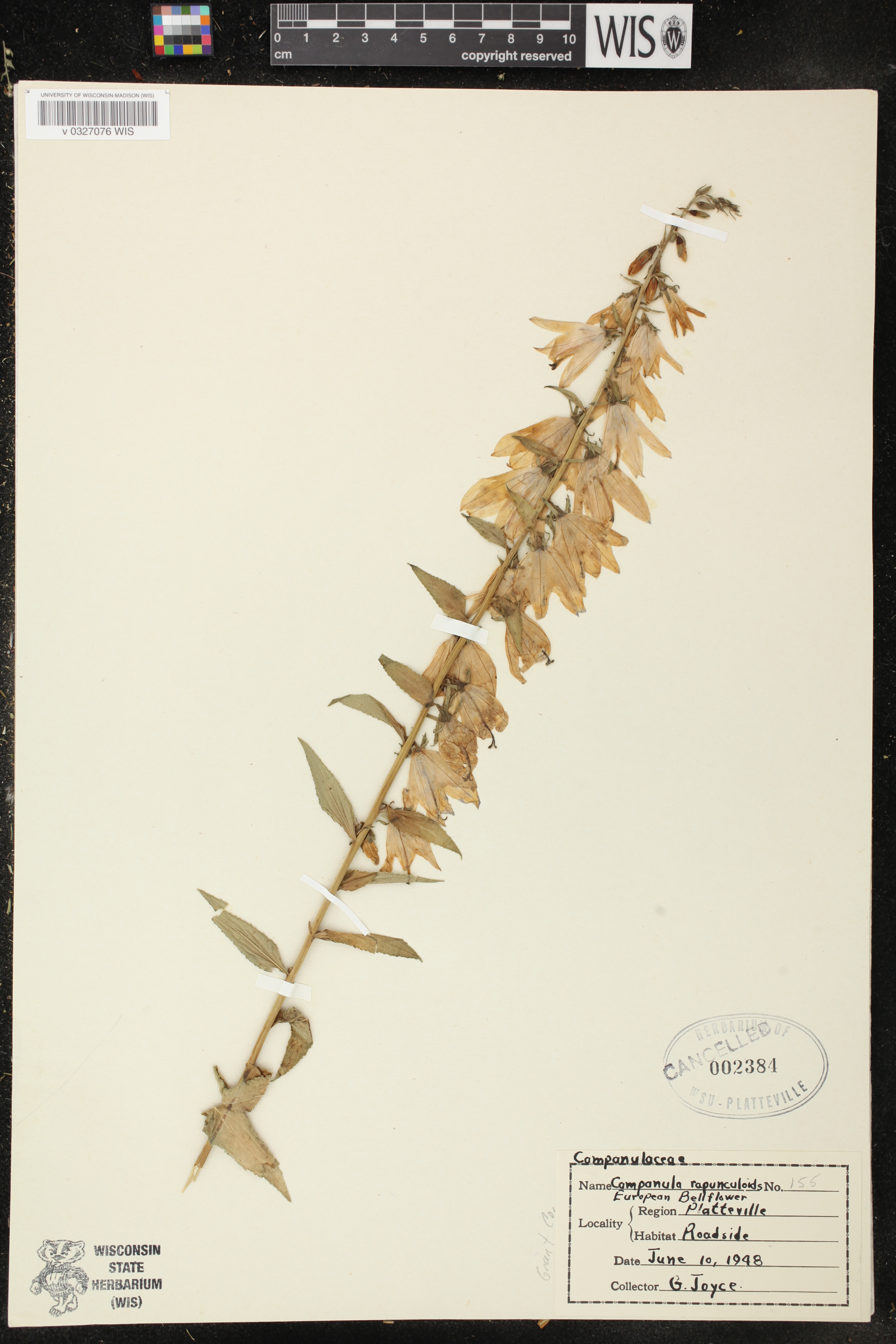 Campanula rapunculoides image