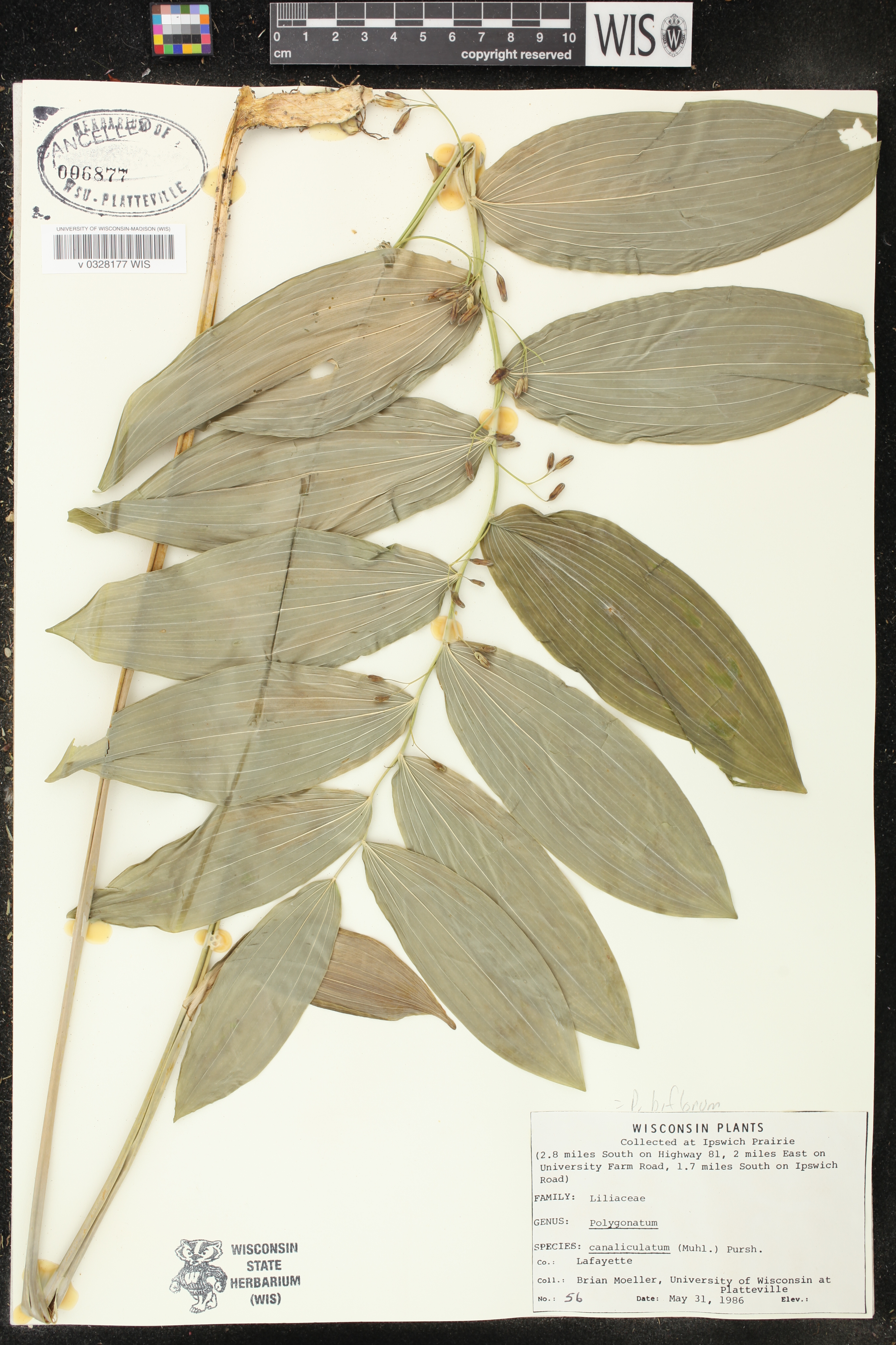 Polygonatum biflorum image