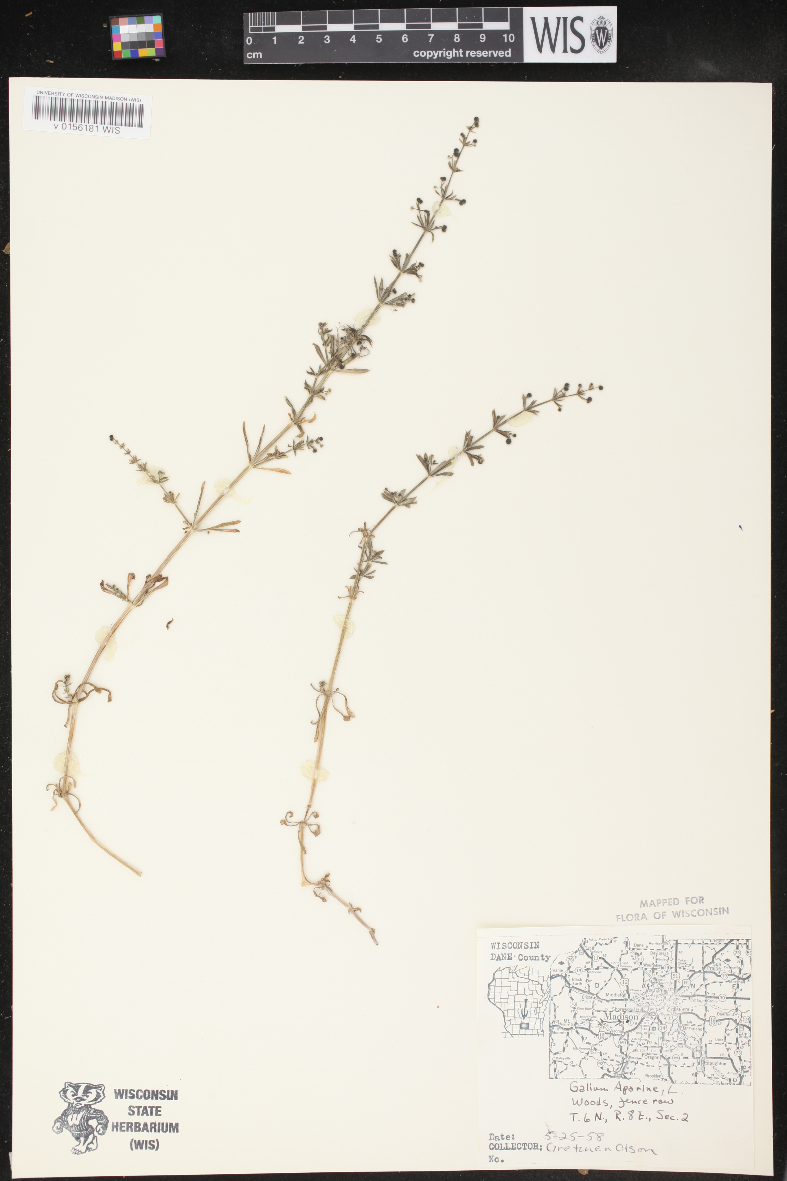 Galium aparine image