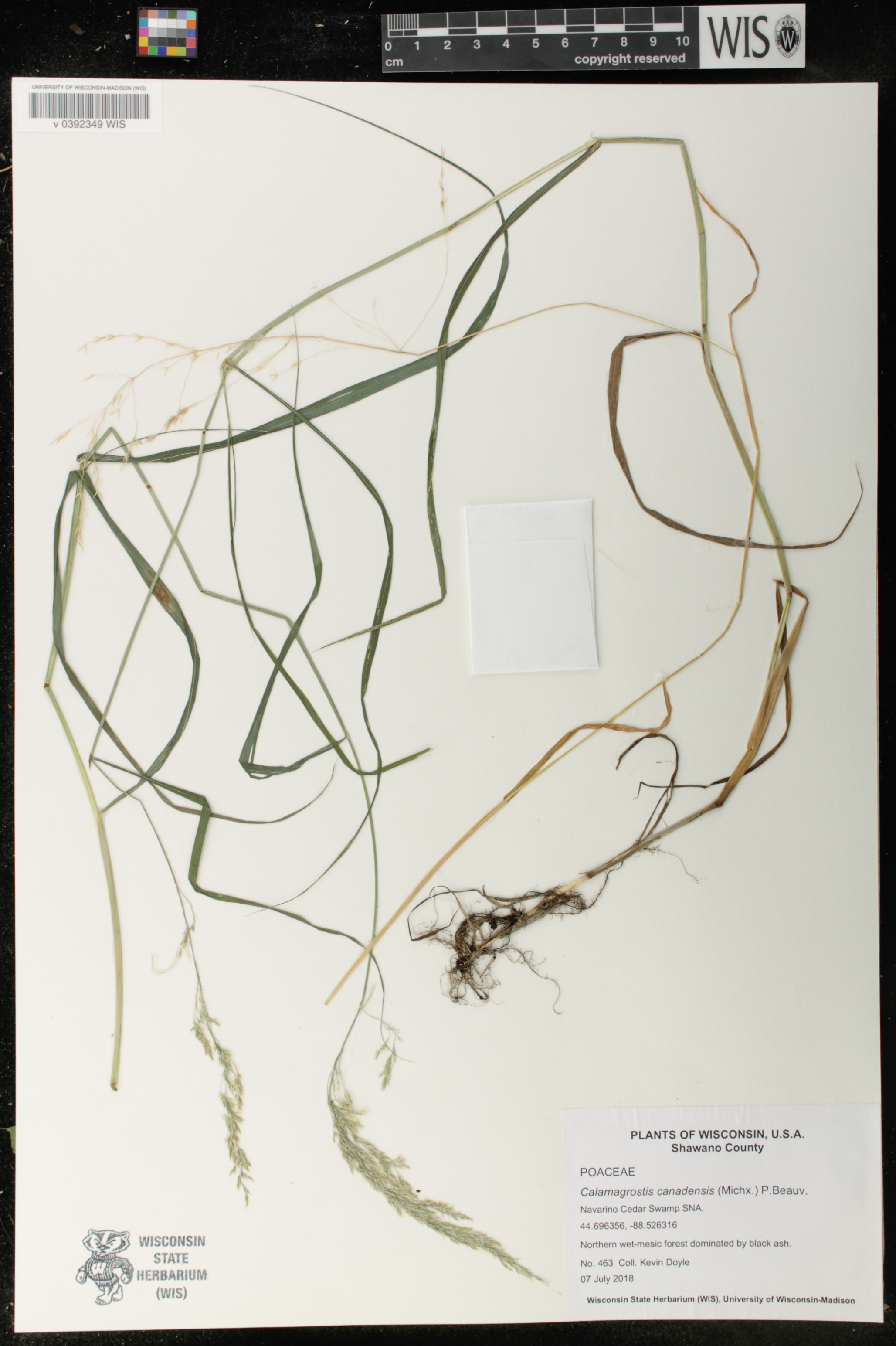 Calamagrostis canadensis image