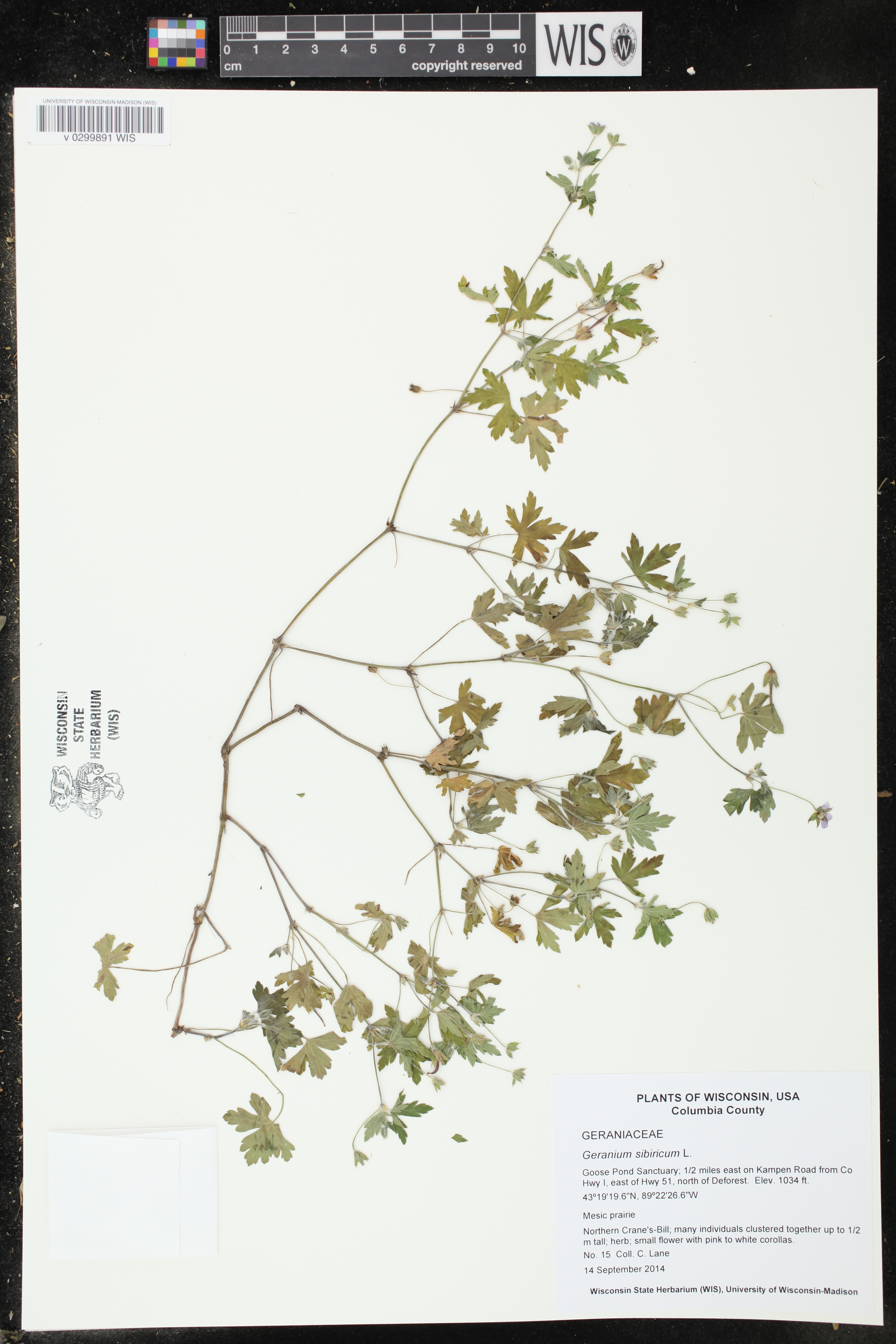 Geranium sibiricum image