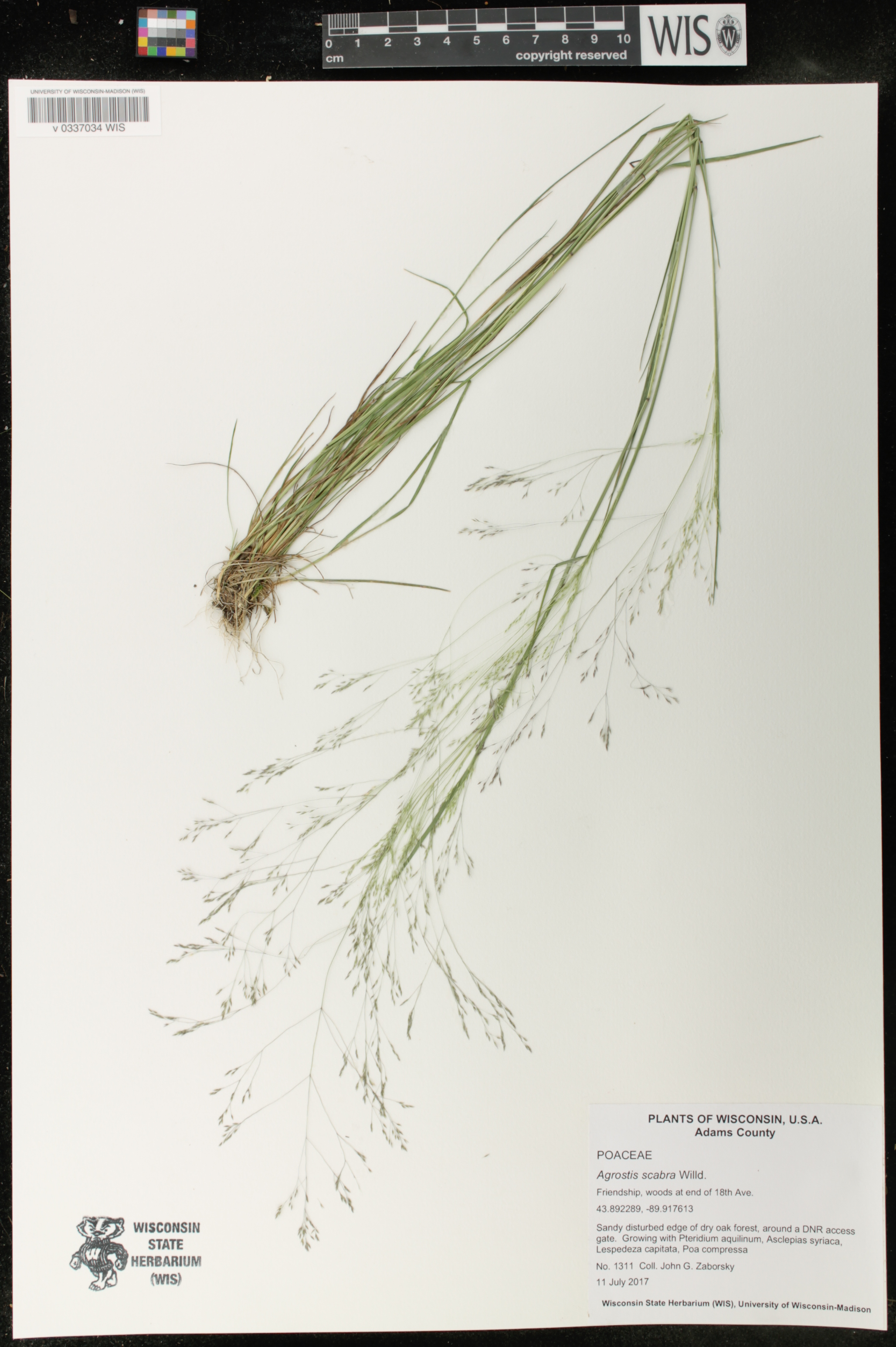 Agrostis scabra image