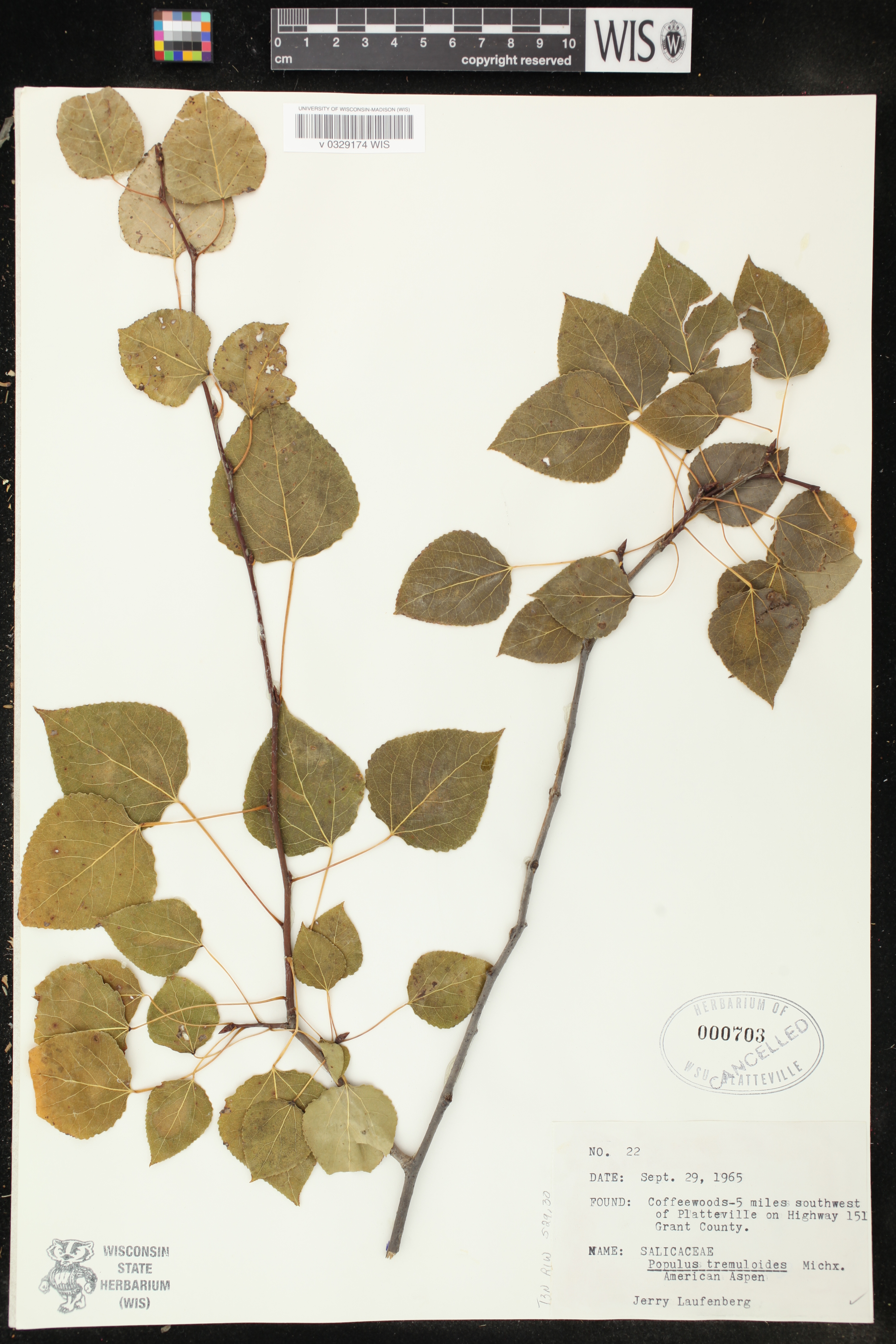 Populus tremuloides image