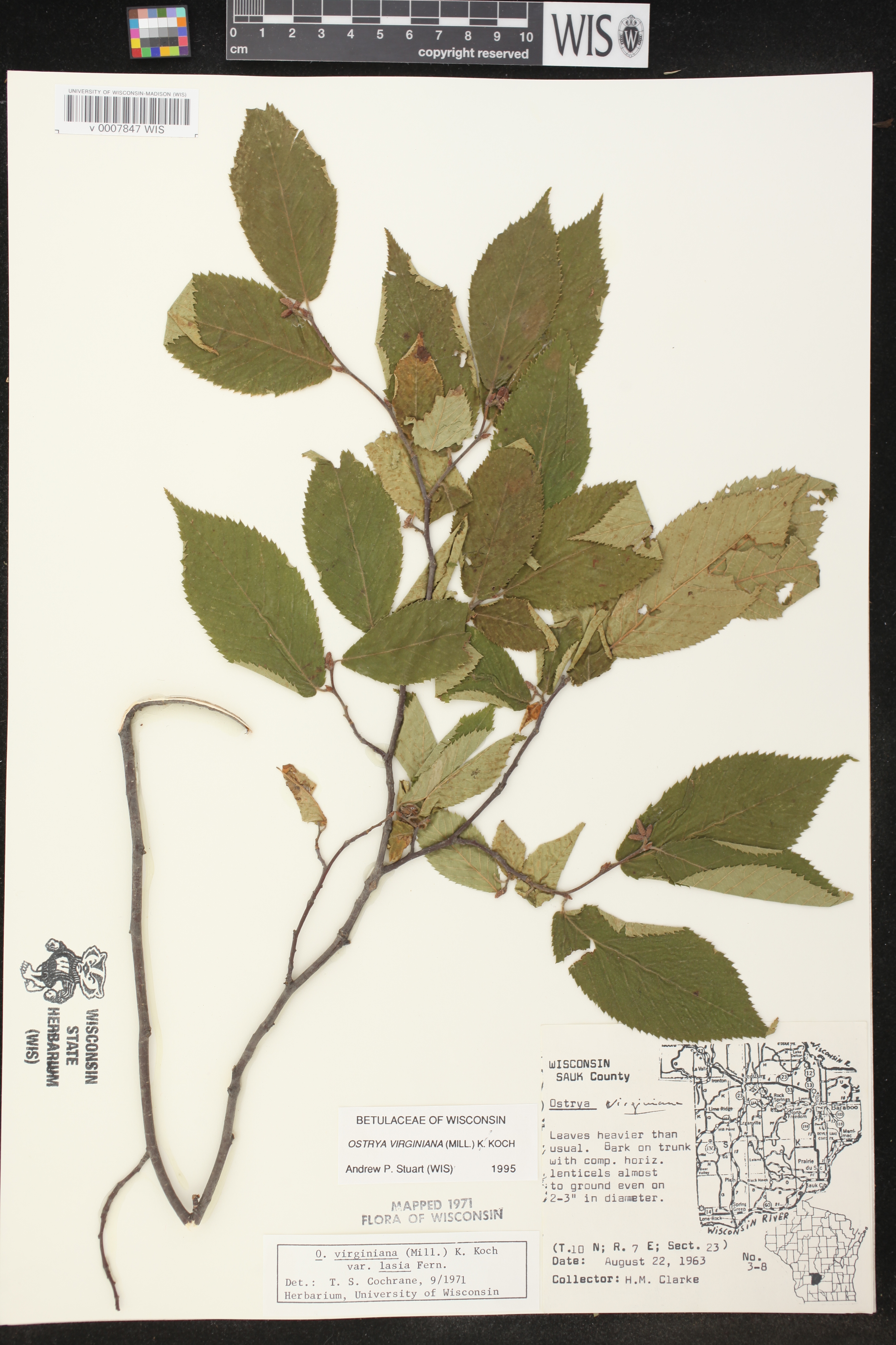 Ostrya virginiana image