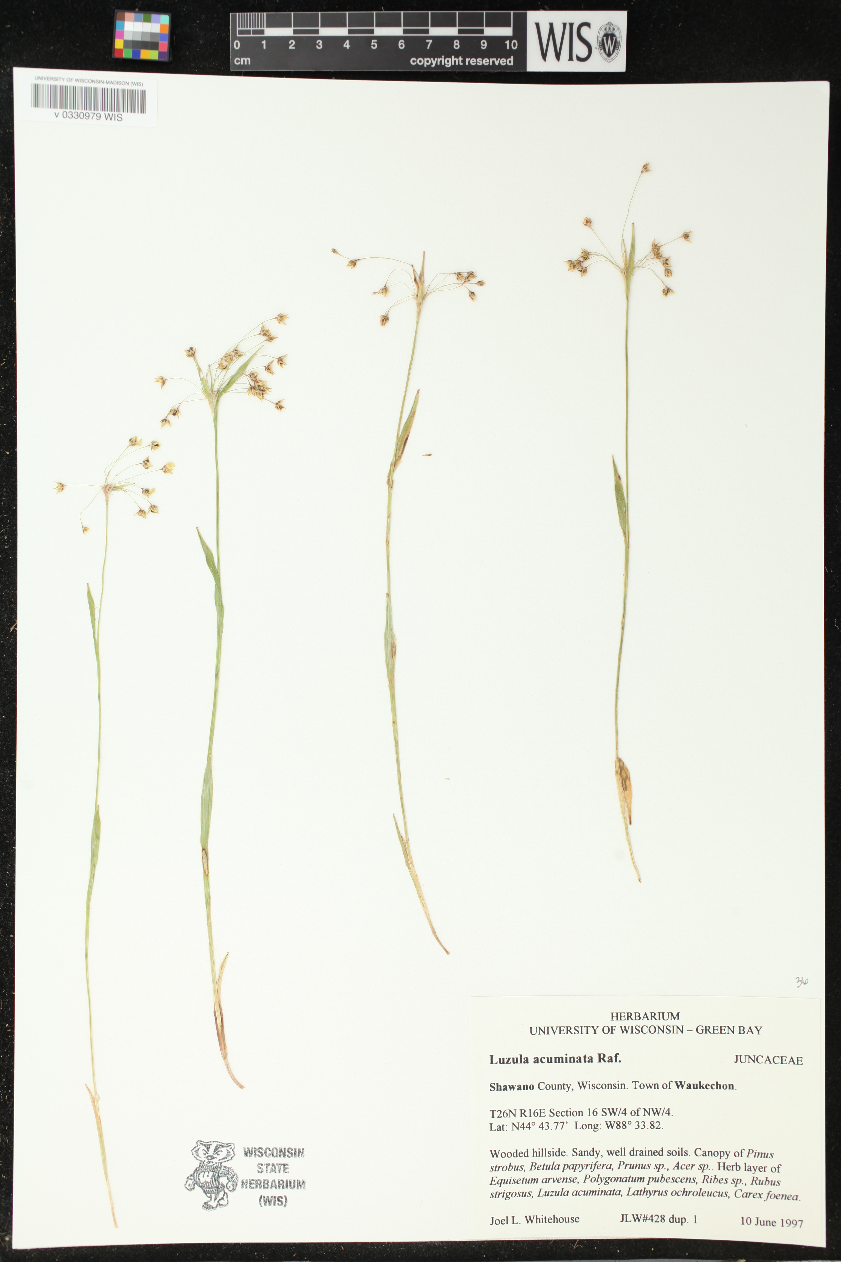 Luzula acuminata image